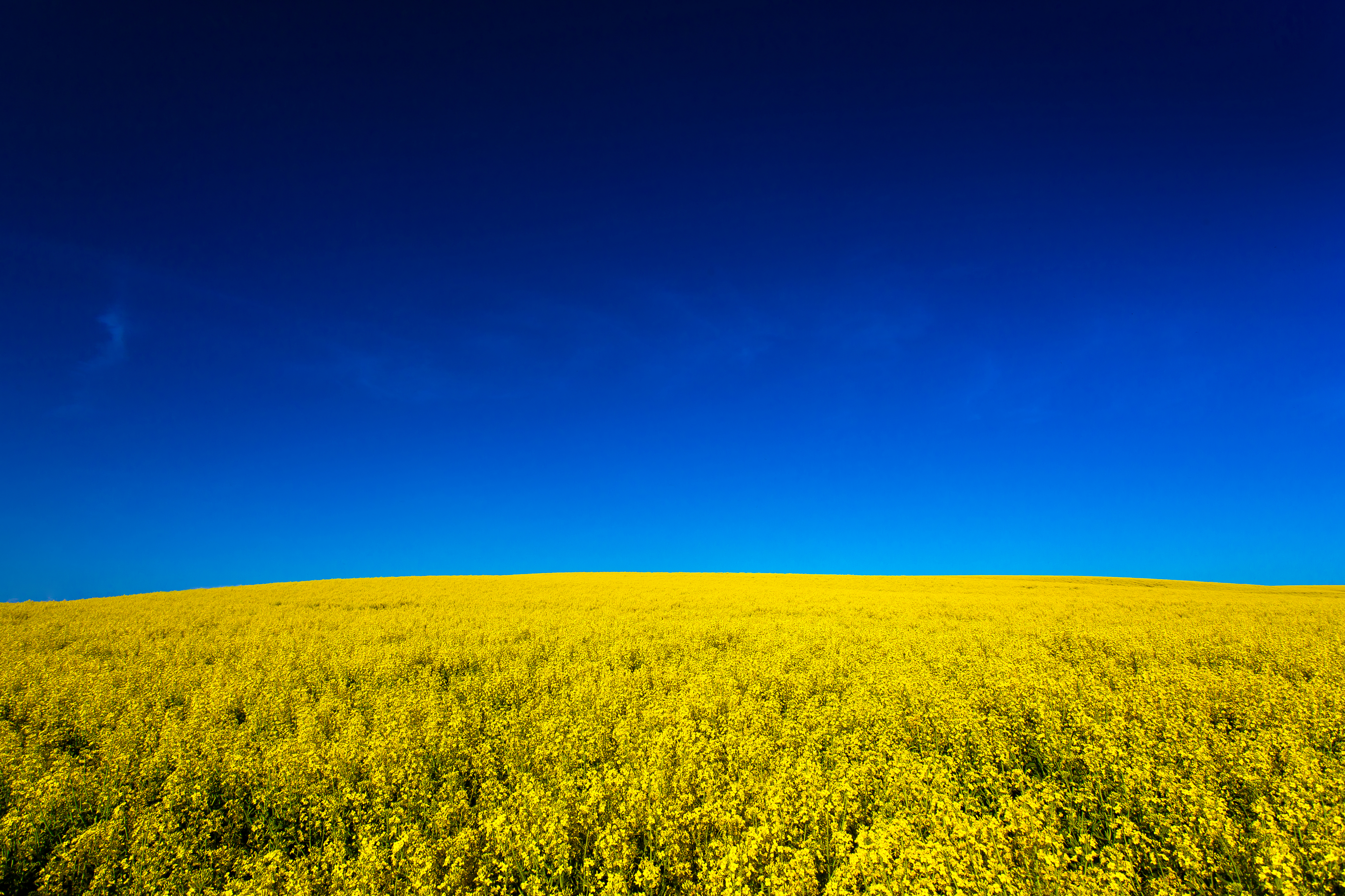 Желтые поля без смс