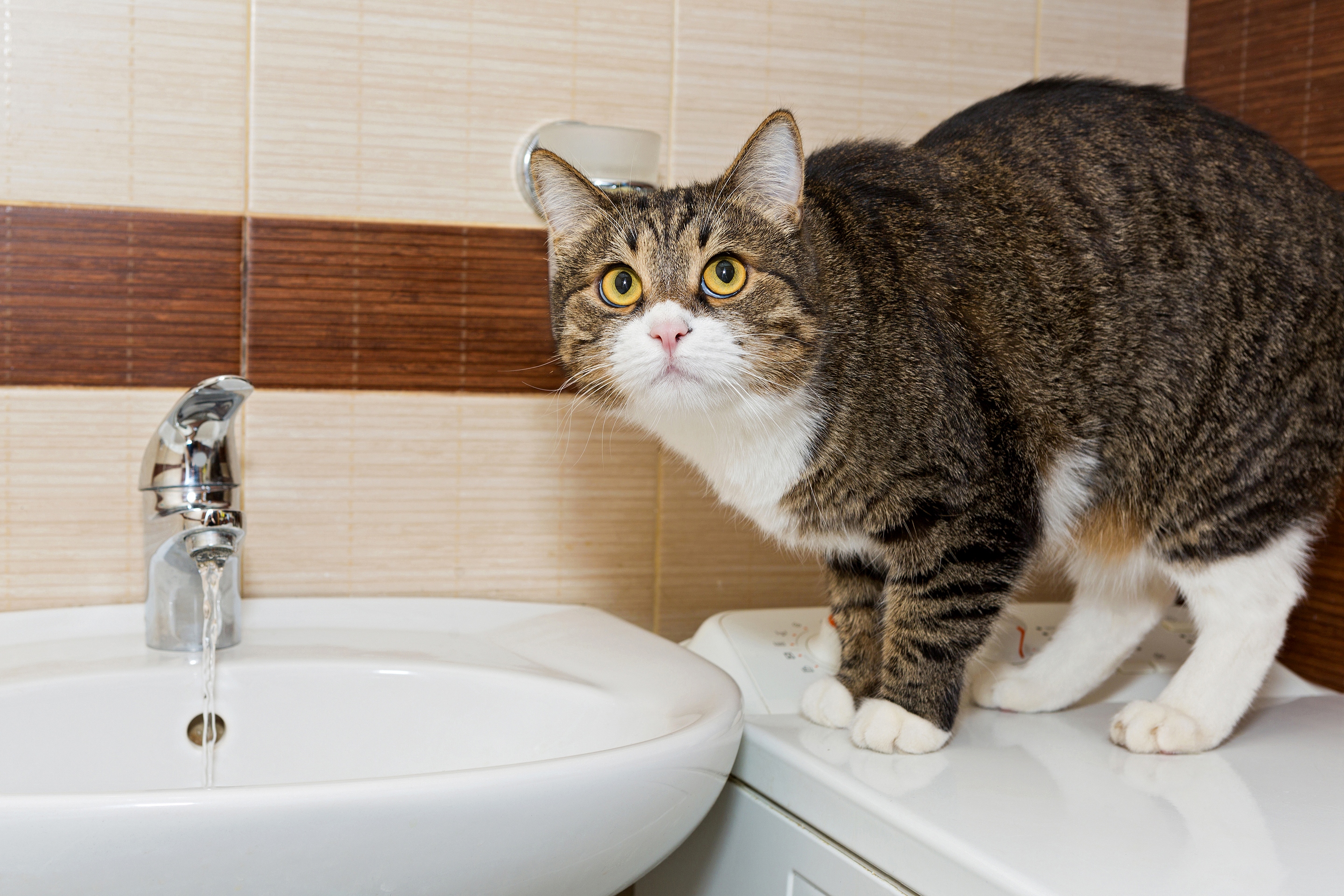 Обои вода, кот, кошка, ванна, раковина, water, cat, bath, sink разрешение 2880x1920 Загрузить