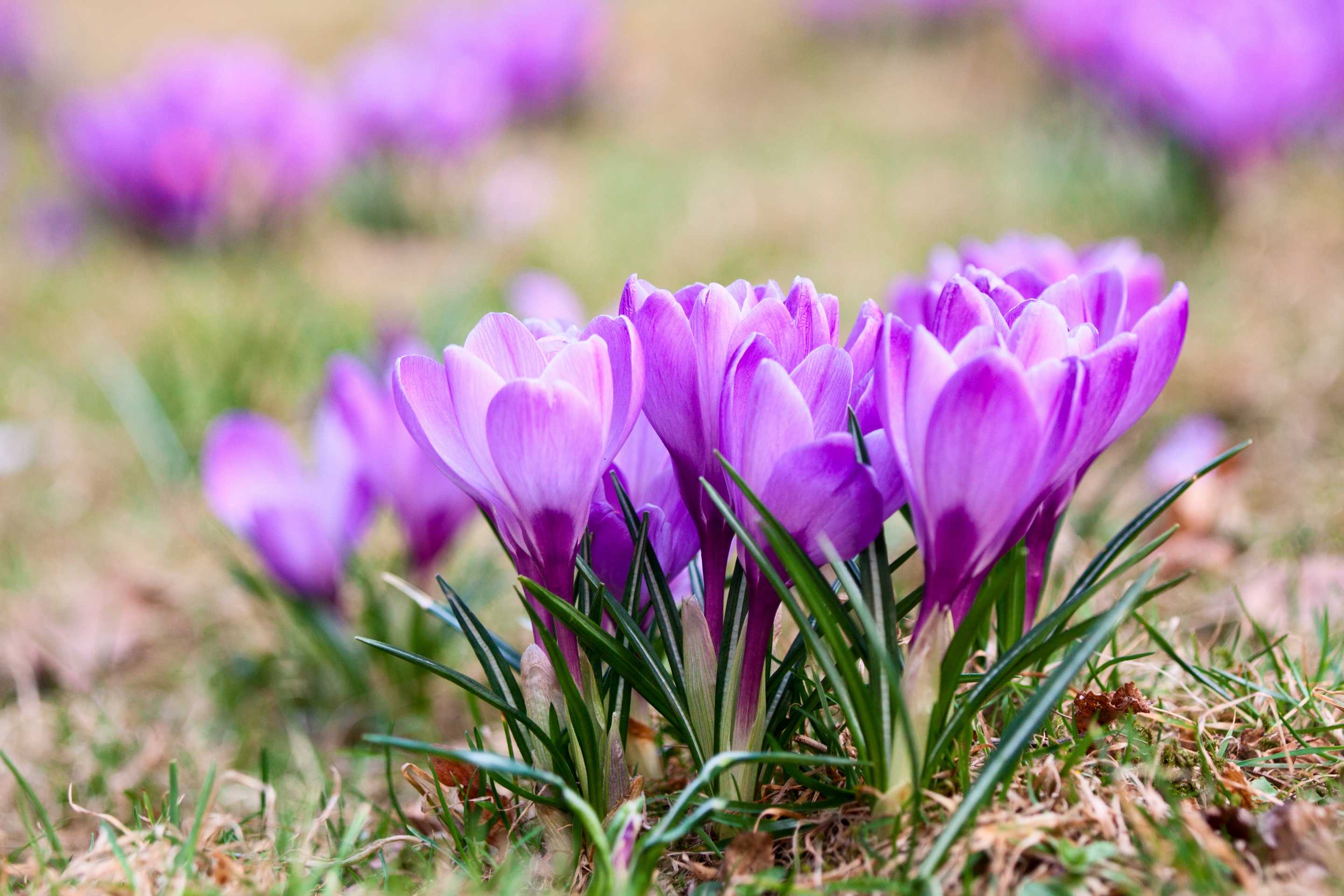 Обои цветы, природа, весна, крокусы, фиалка, flowers, nature, spring, crocuses, violet разрешение 2880x1920 Загрузить