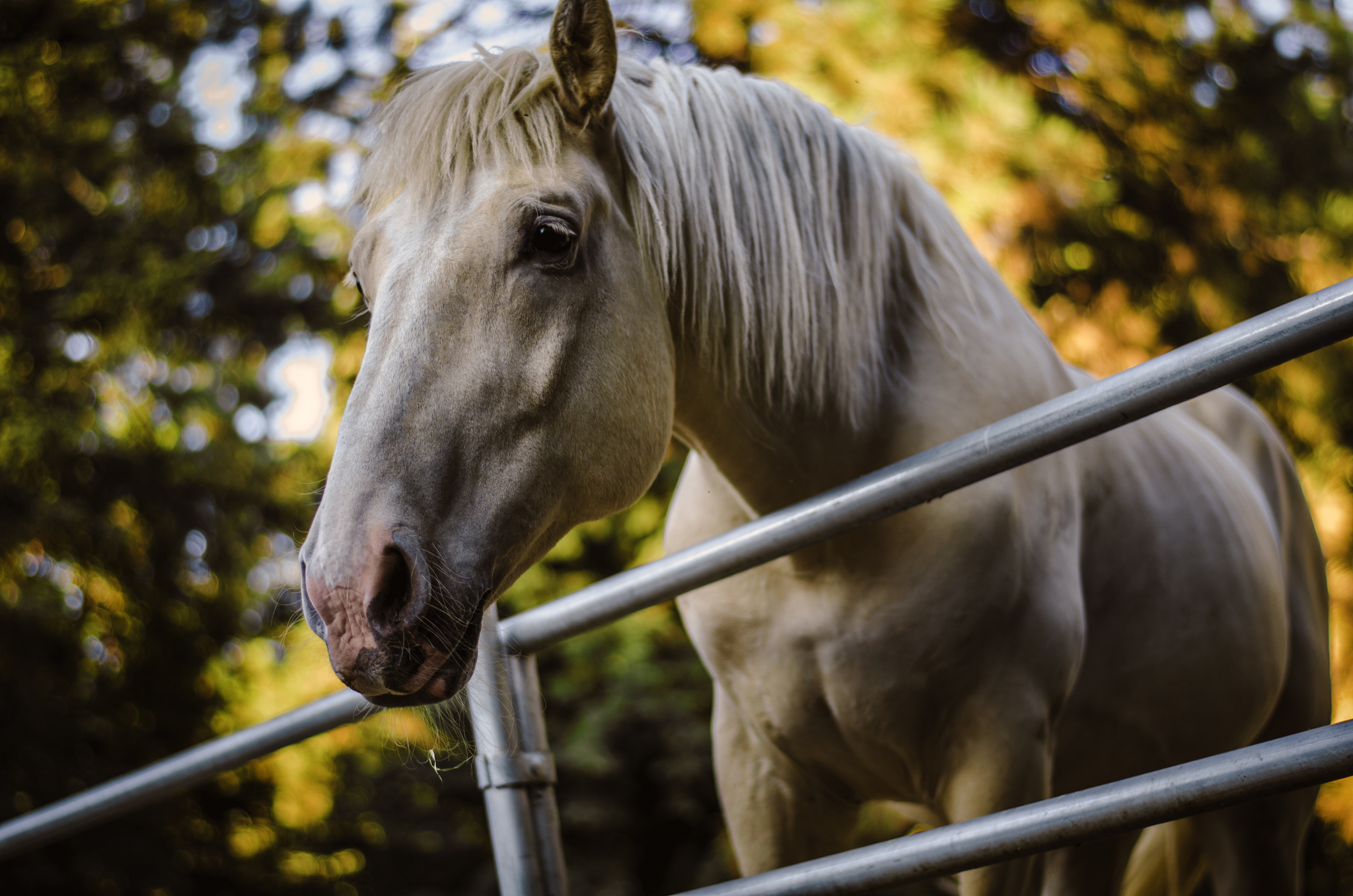 Обои лошадь, фон, конь, lеревья, horse, background разрешение 2048x1356 Загрузить