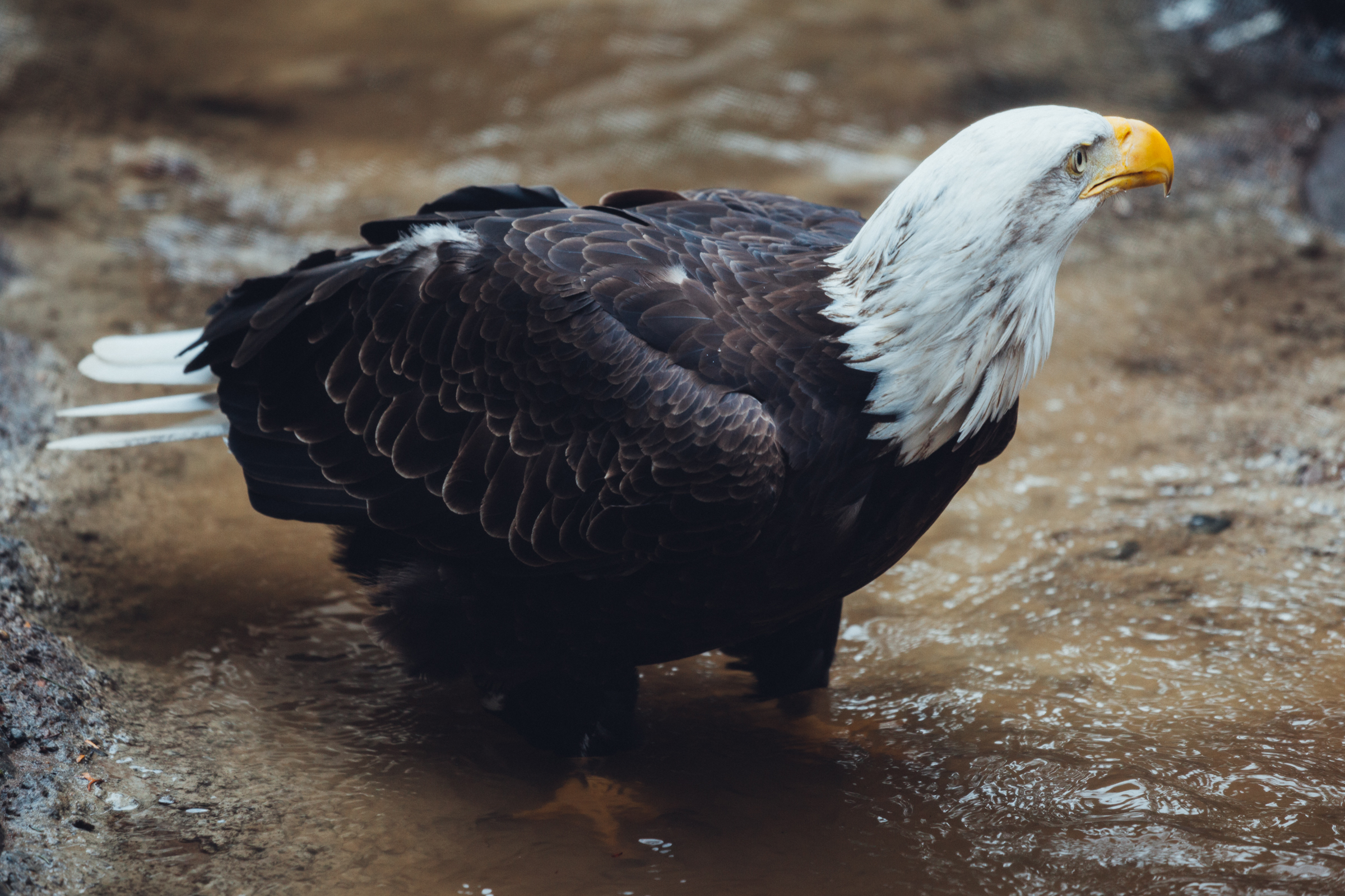 Обои вода, ручей, птица, клюв, перья, белоголовый орлан, water, stream, bird, beak, feathers, bald eagle разрешение 2400x1600 Загрузить