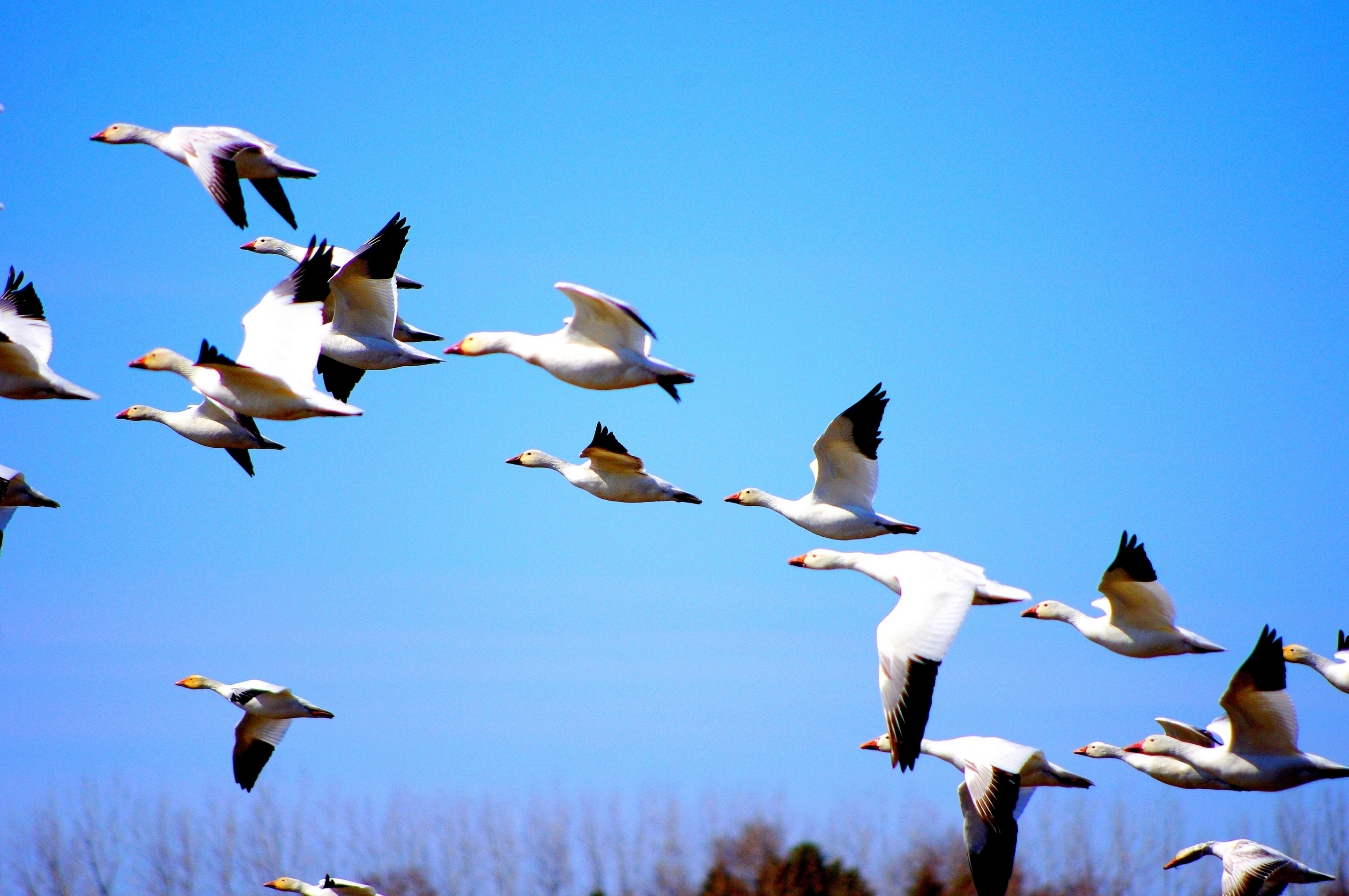 Обои природа, полет, птицы, утки, голубое небо, nature, flight, birds, duck, blue sky разрешение 2880x1913 Загрузить