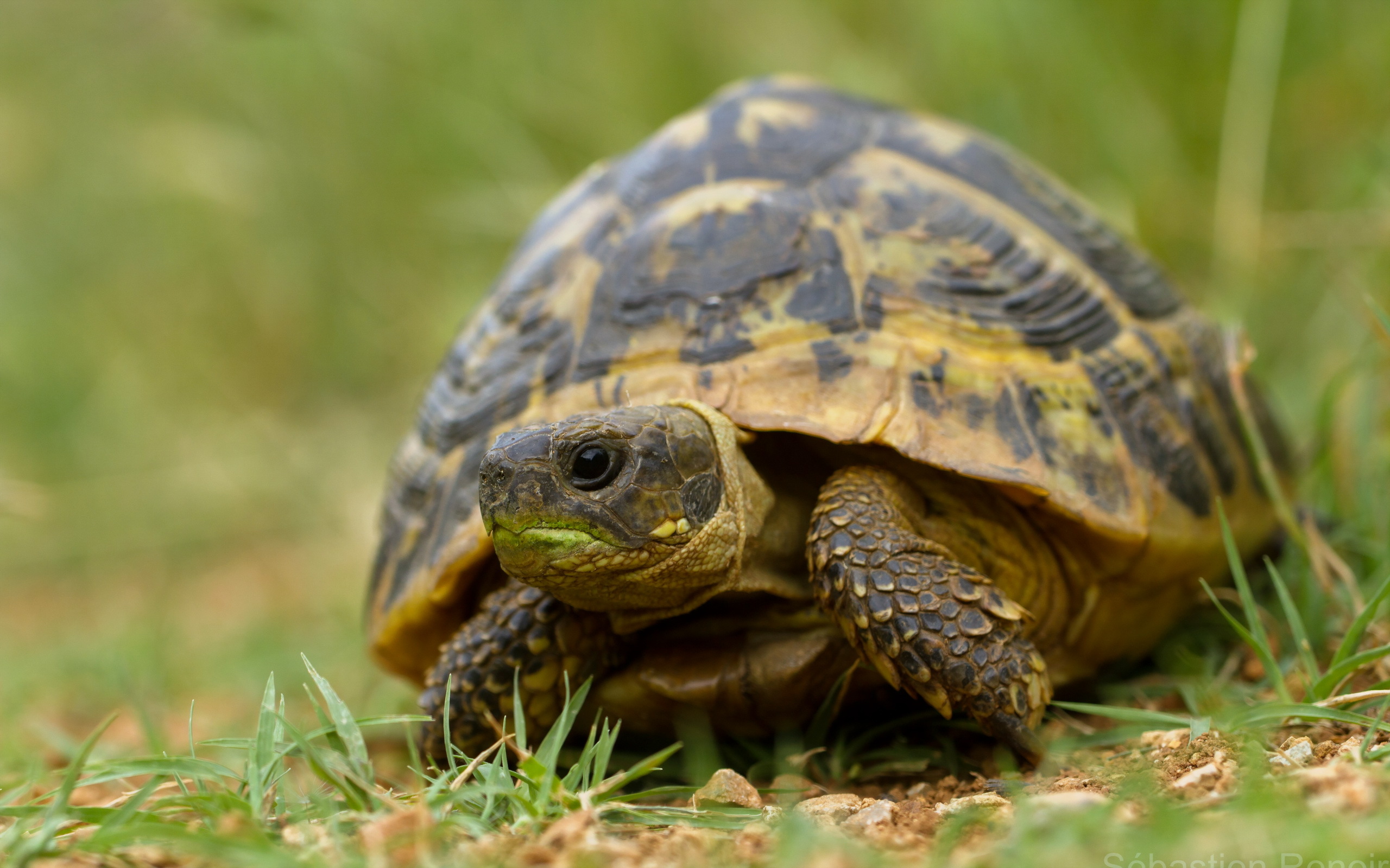 Turtle x. Черепаха пресмыкающееся. Среднеазиатская черепаха в дикой природе. Шпороносная черепаха. Среднеазиатская черепаха в природе.