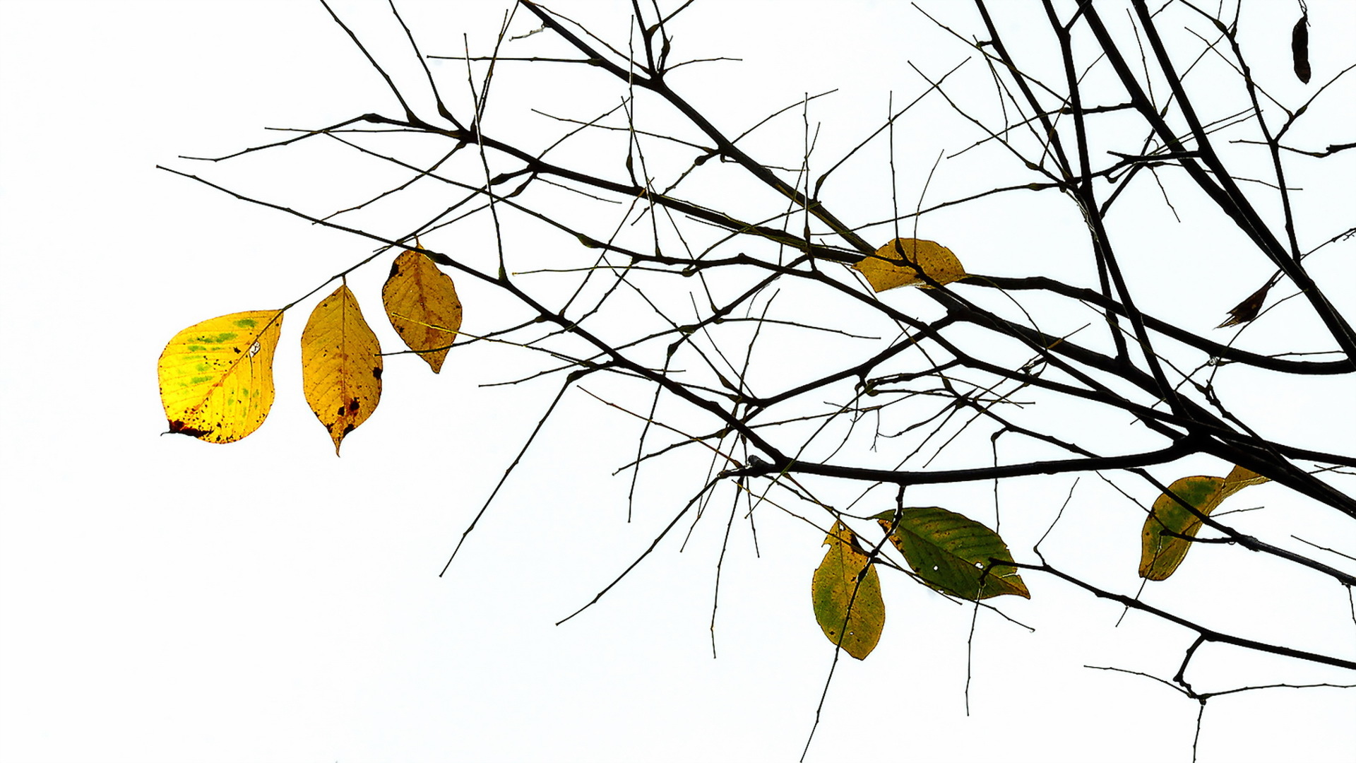 Ветка осенних листьев. Осенняя ветка. Ветка дерева. Ветка с листьями. Ветка дерева с листьями.