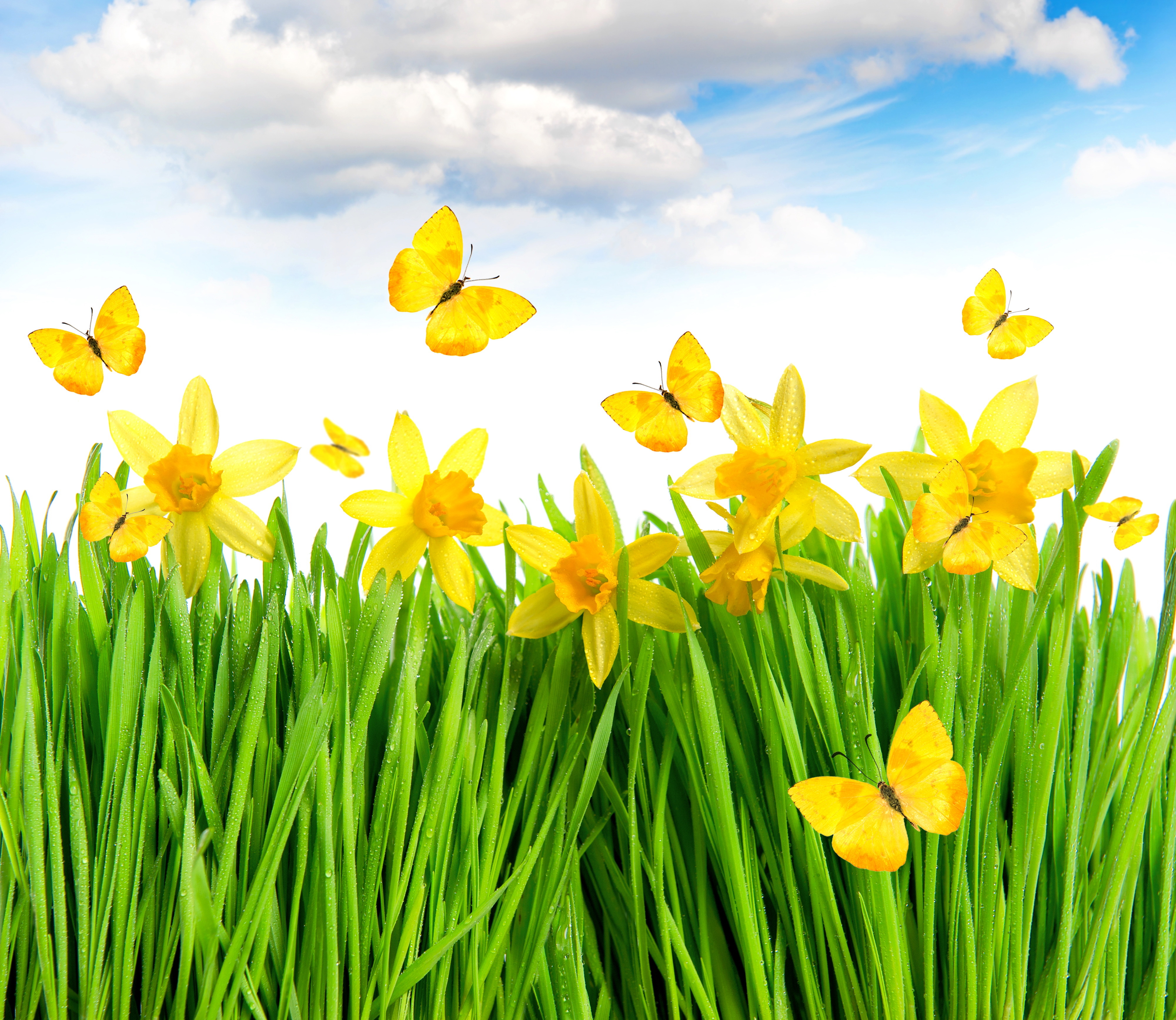 Обои цветы, трава, желтый, луг, весна, бабочки, нарциссы, flowers, grass, yellow, meadow, spring, butterfly, daffodils разрешение 4000x3470 Загрузить