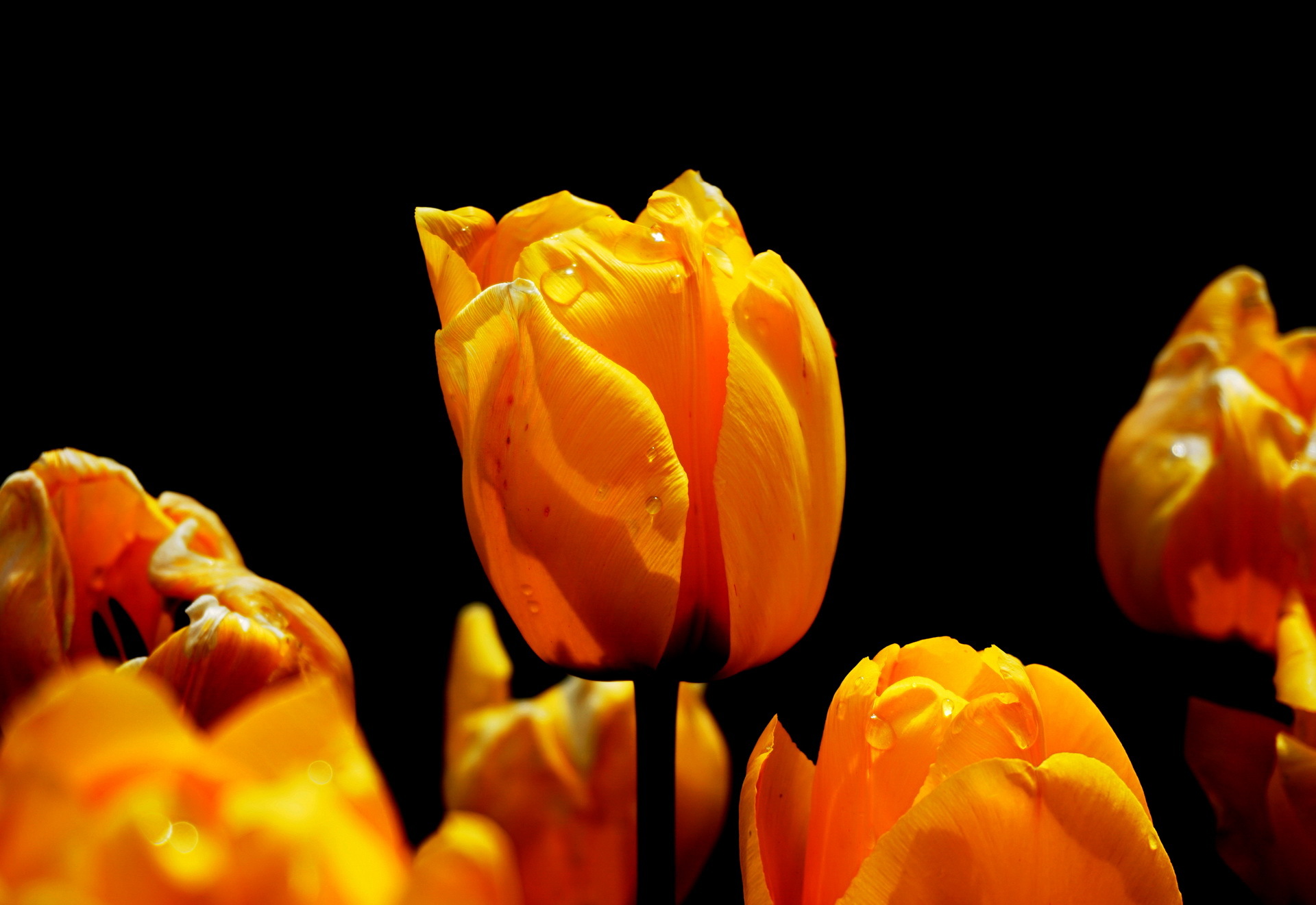 Обои цветы, природа, весна, черный фон, тюльпаны, flowers, nature, spring, black background, tulips разрешение 1920x1321 Загрузить