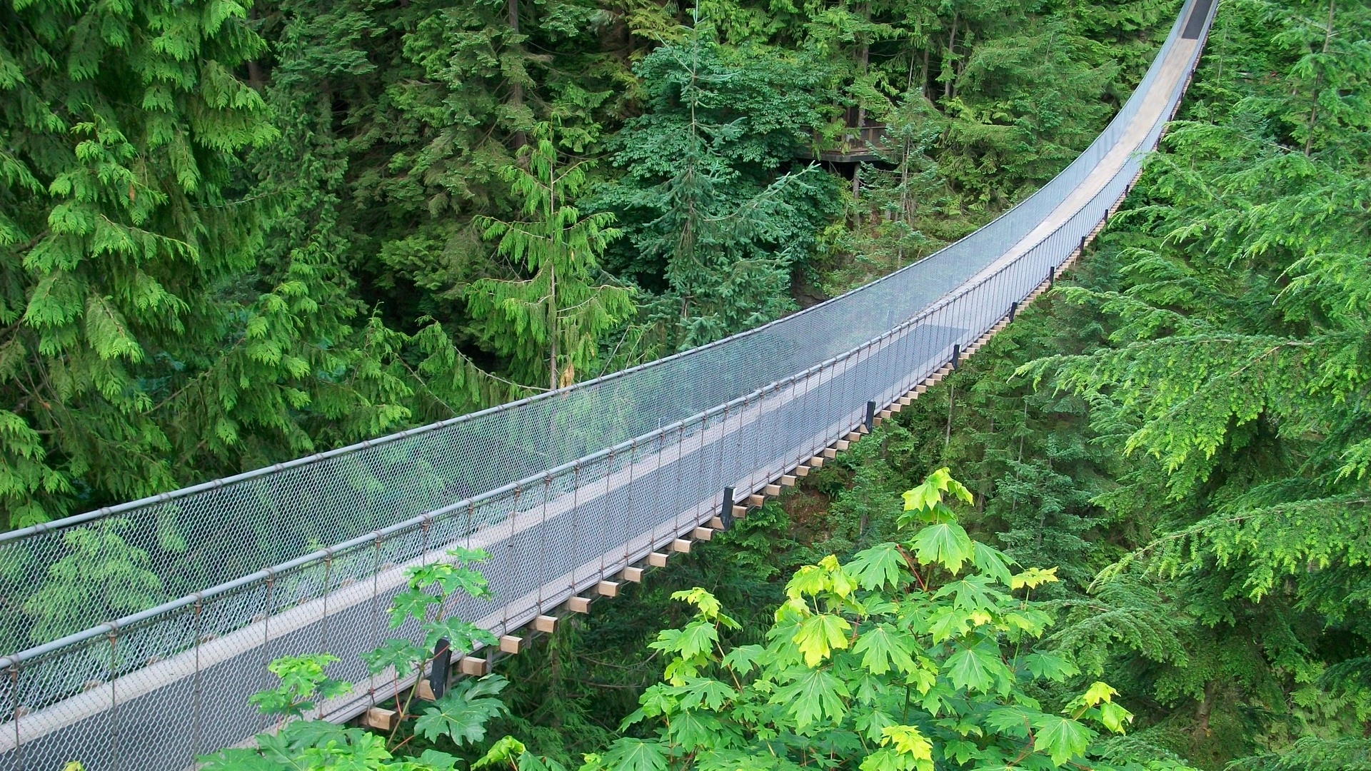 Обои подвесной мост, брекеты, металлические сетки, зеленые джунгли, suspension bridge, braces, metal mesh, green jungle разрешение 1920x1080 Загрузить