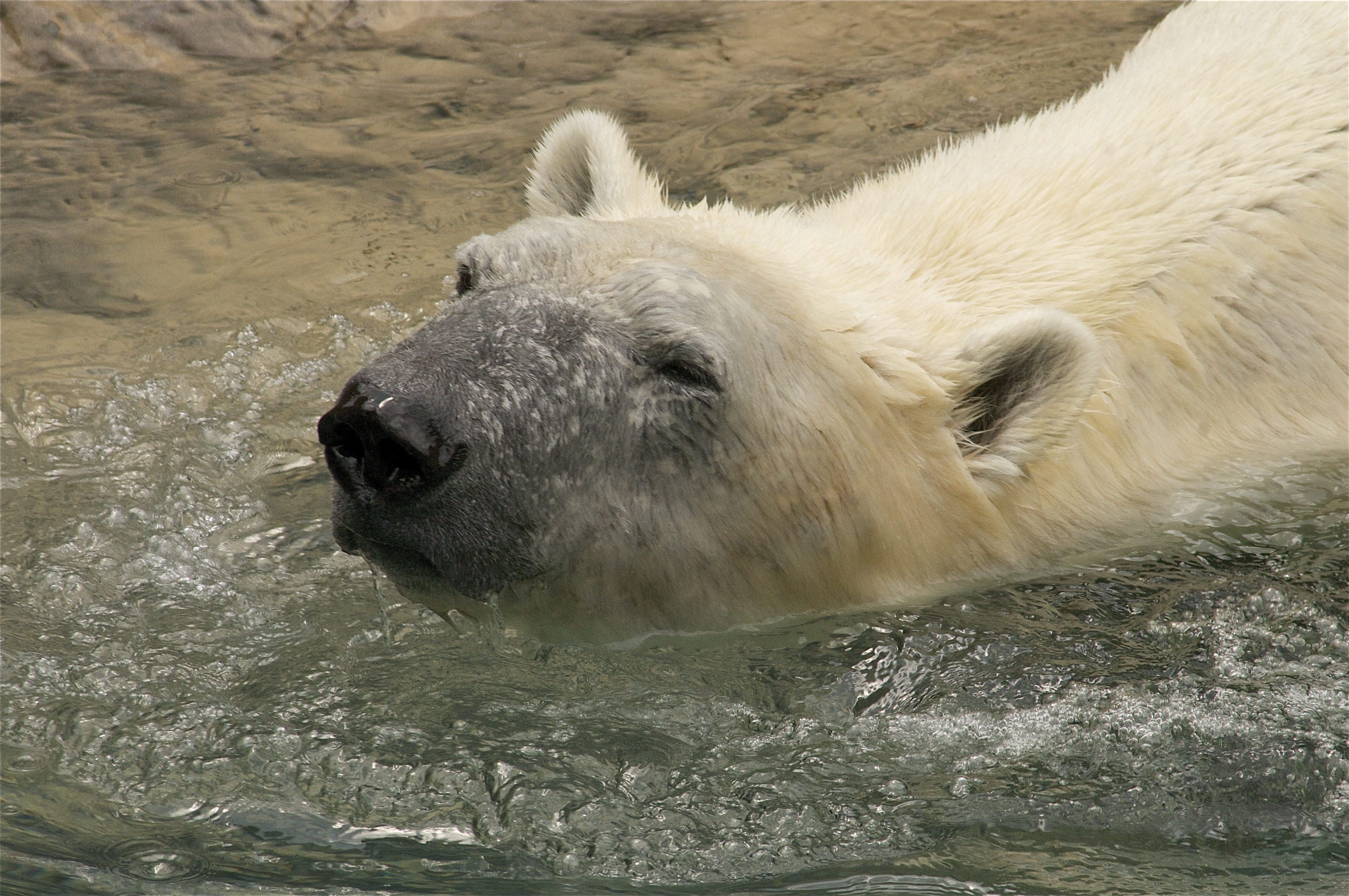 Обои вода, медведь, животное, белый медведь, water, bear, animal, polar bear разрешение 3858x2563 Загрузить