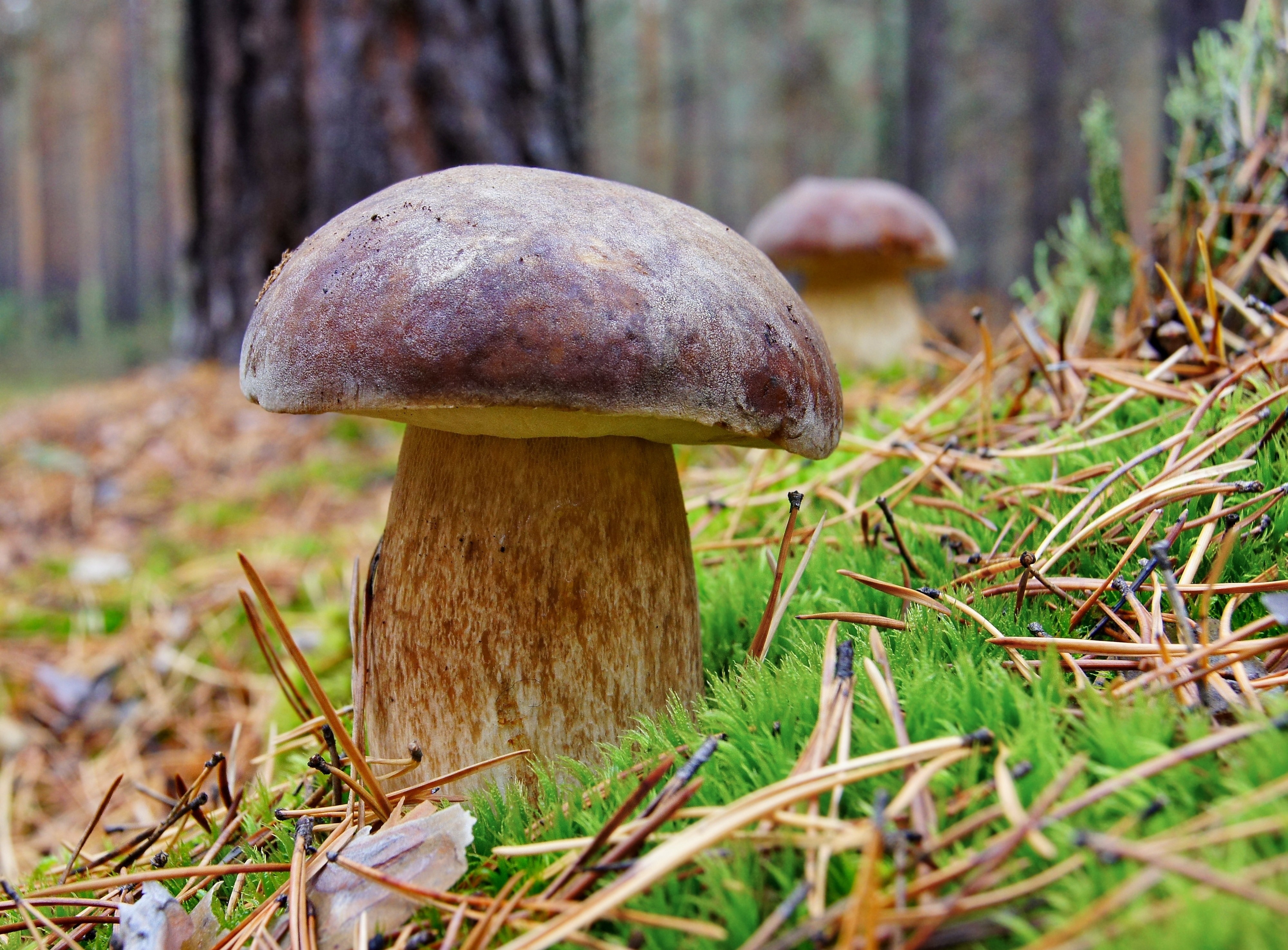 белые грибы макро лес загрузить