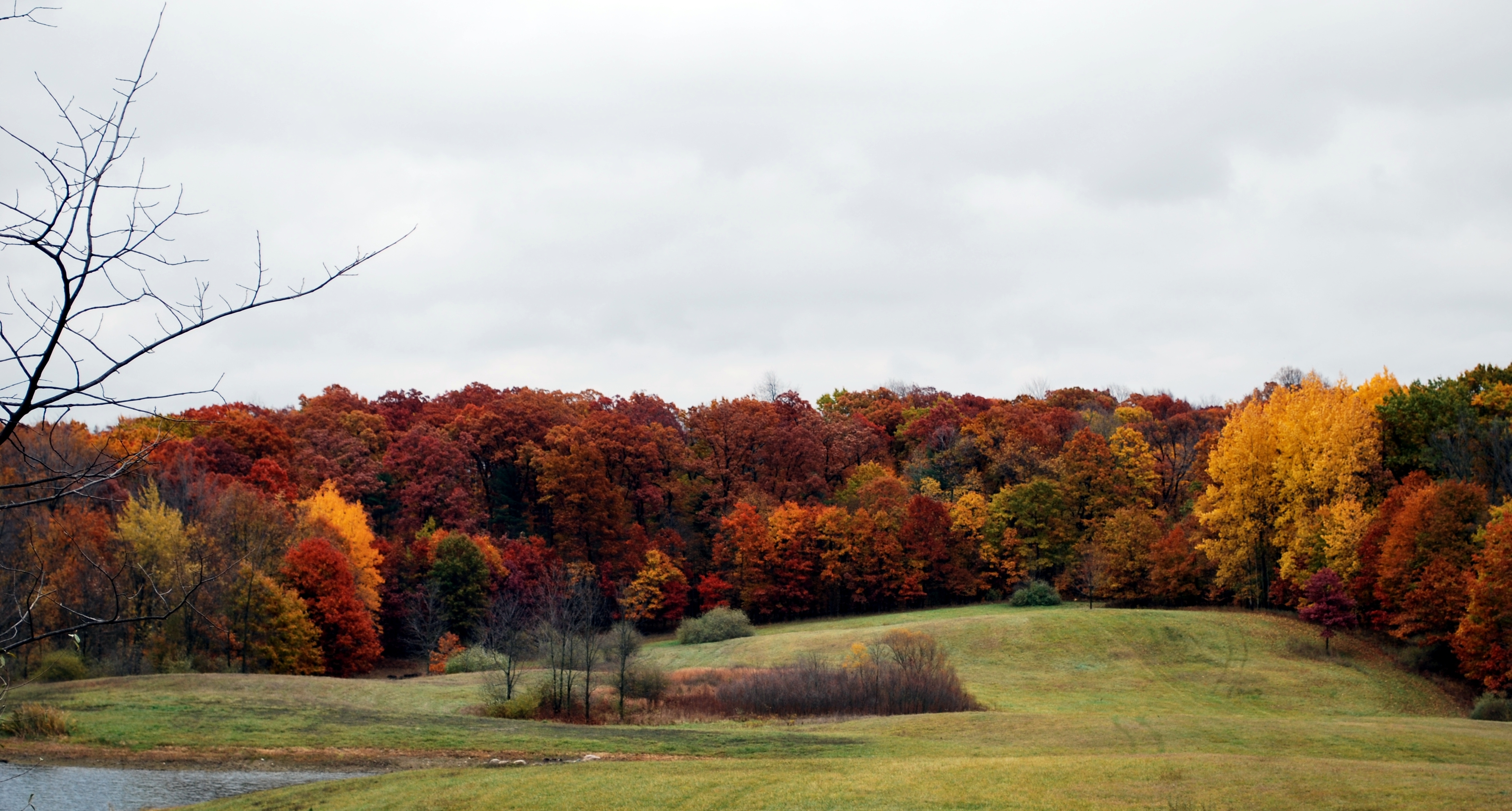 Обои деревья, лес, поле, осень, расцветка, опадают, осен, trees, forest, field, autumn, colors, fall разрешение 3867x2074 Загрузить