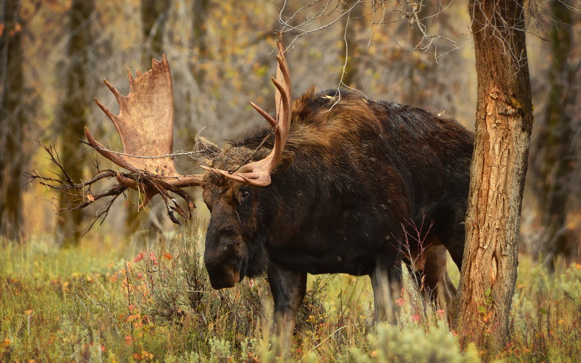 Обои лес, животное, рога, лось, elan, forest, animal, horns, moose разрешение 1920x1200 Загрузить