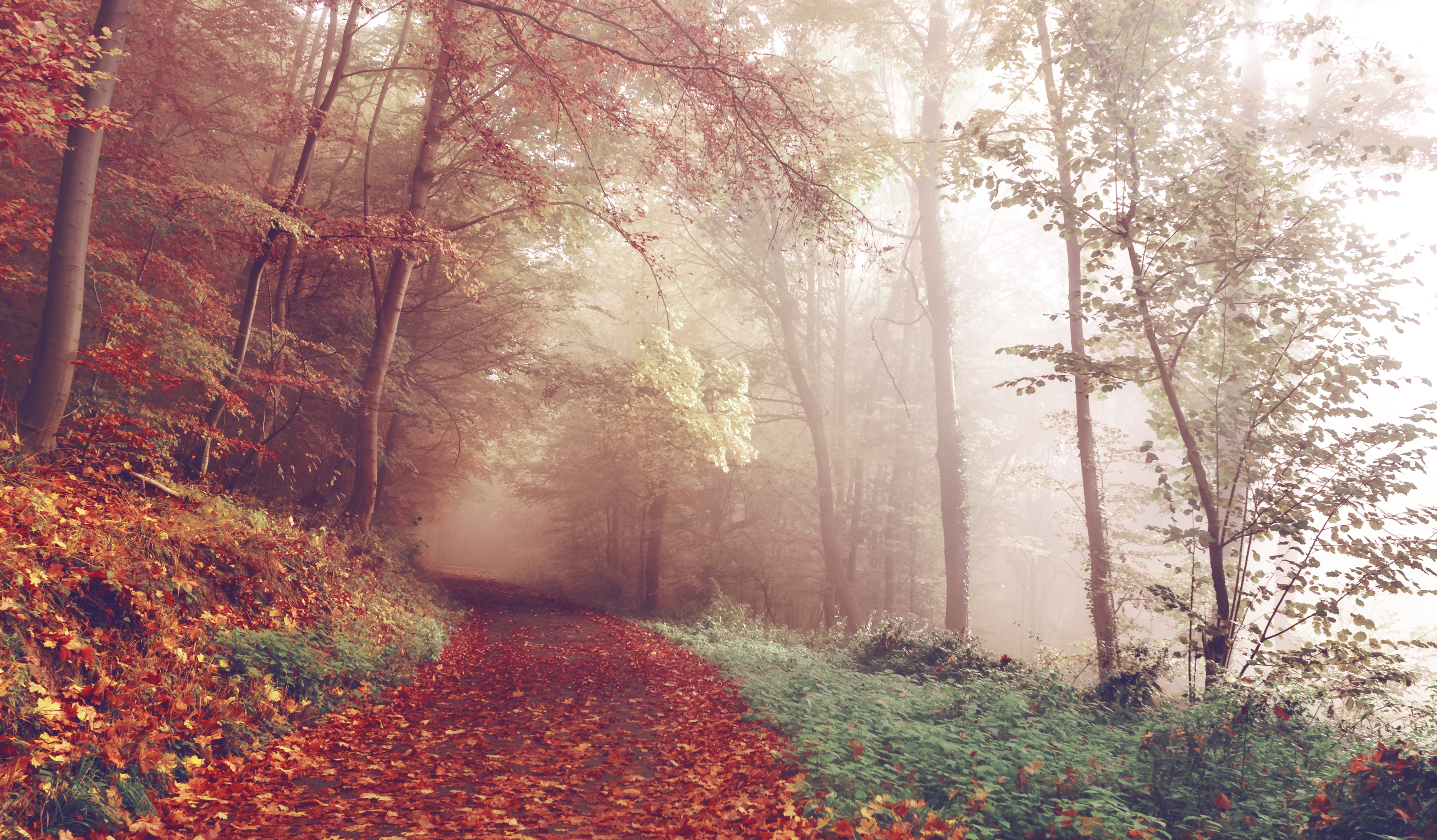 Обои дорога, деревья, лес, туман, осень, красные листья, германия, road, trees, forest, fog, autumn, red leaves, germany разрешение 4616x2699 Загрузить