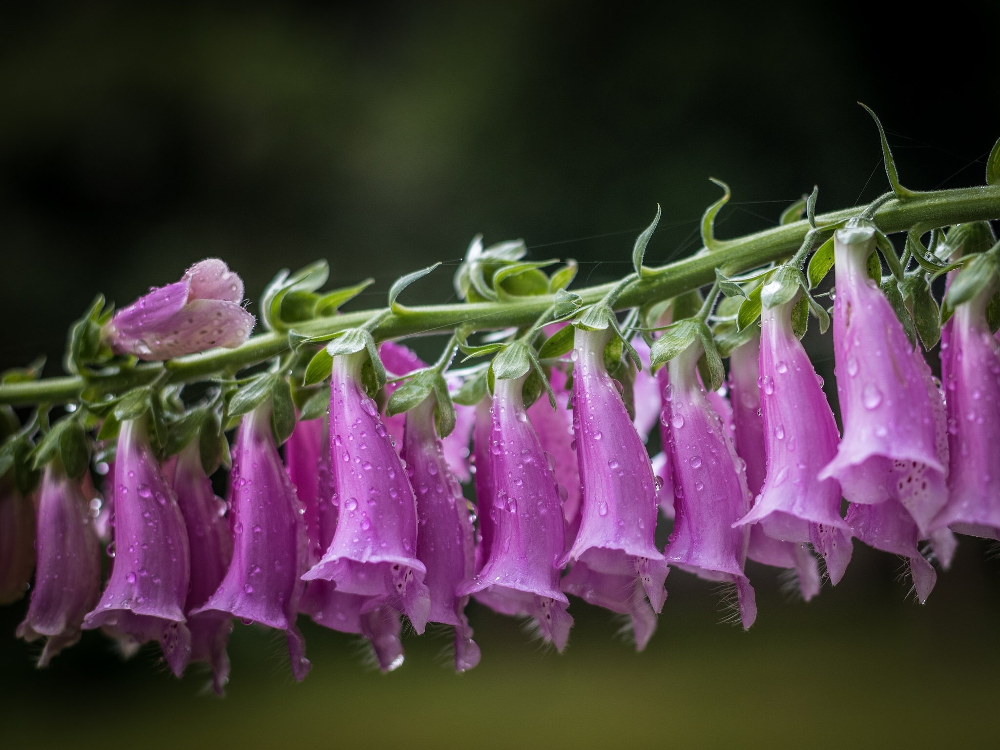 Обои цветы, макро, капли, дигиталис, наперстянка, flowers, macro, drops, digitalis разрешение 2048x1537 Загрузить