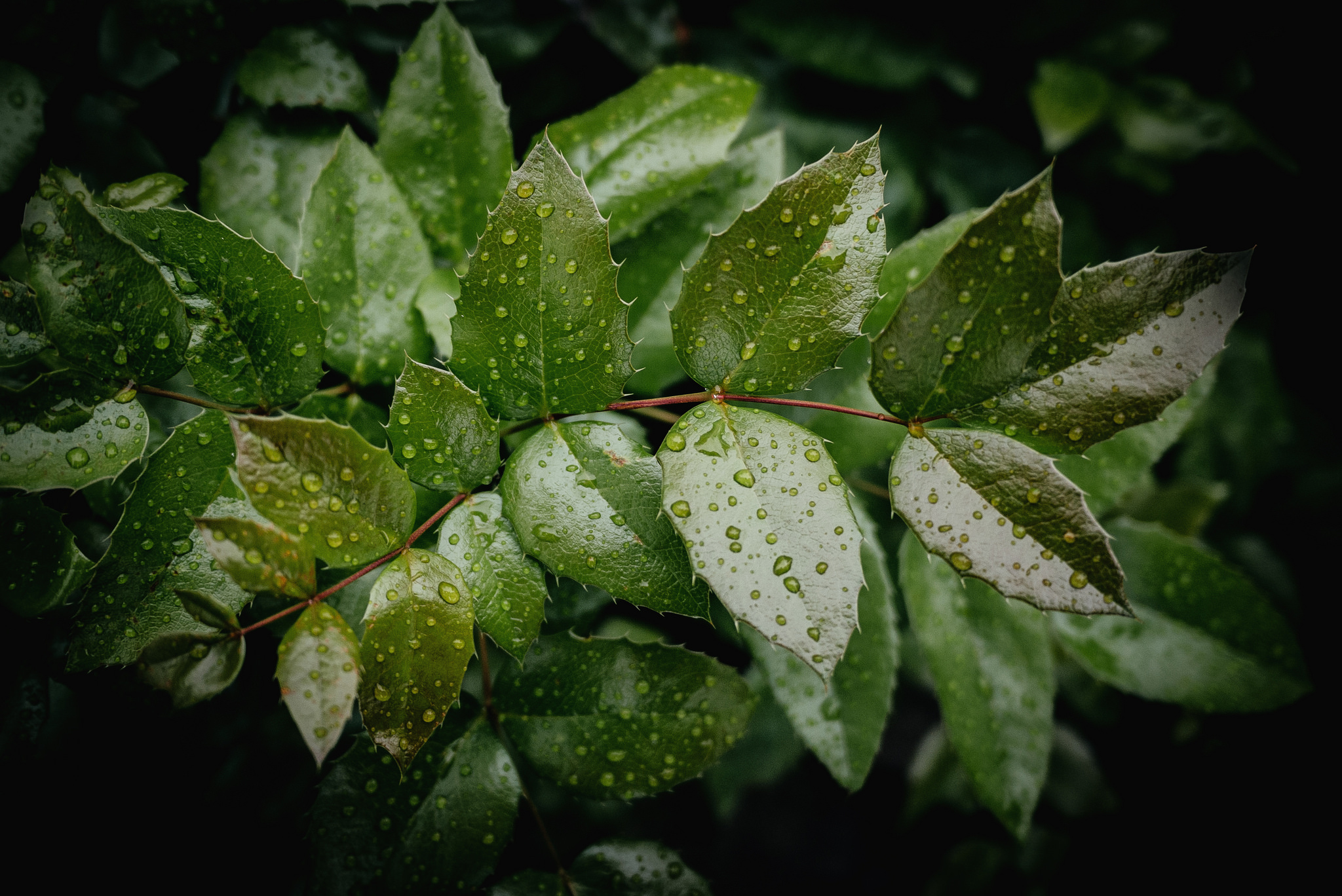 Обои вода, дерево, листья, ветки, капли, зеленые, water, tree, leaves, branches, drops, green разрешение 2048x1368 Загрузить