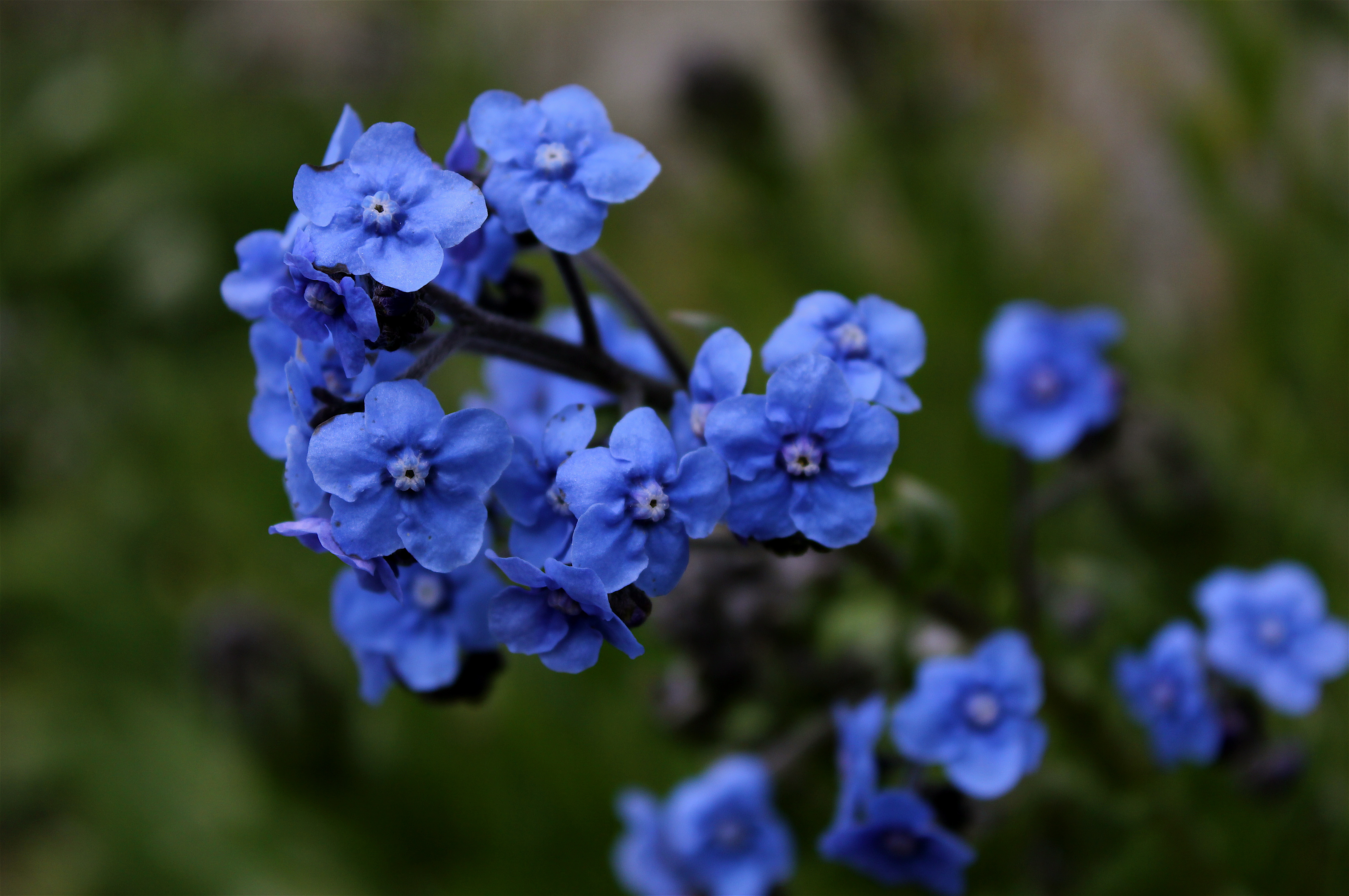 Незабудка ру. Незабудка Садовая голубая многолетняя. Незабудка Ергакская. Голубые цветы незабудки. Мелкие синие цветы.