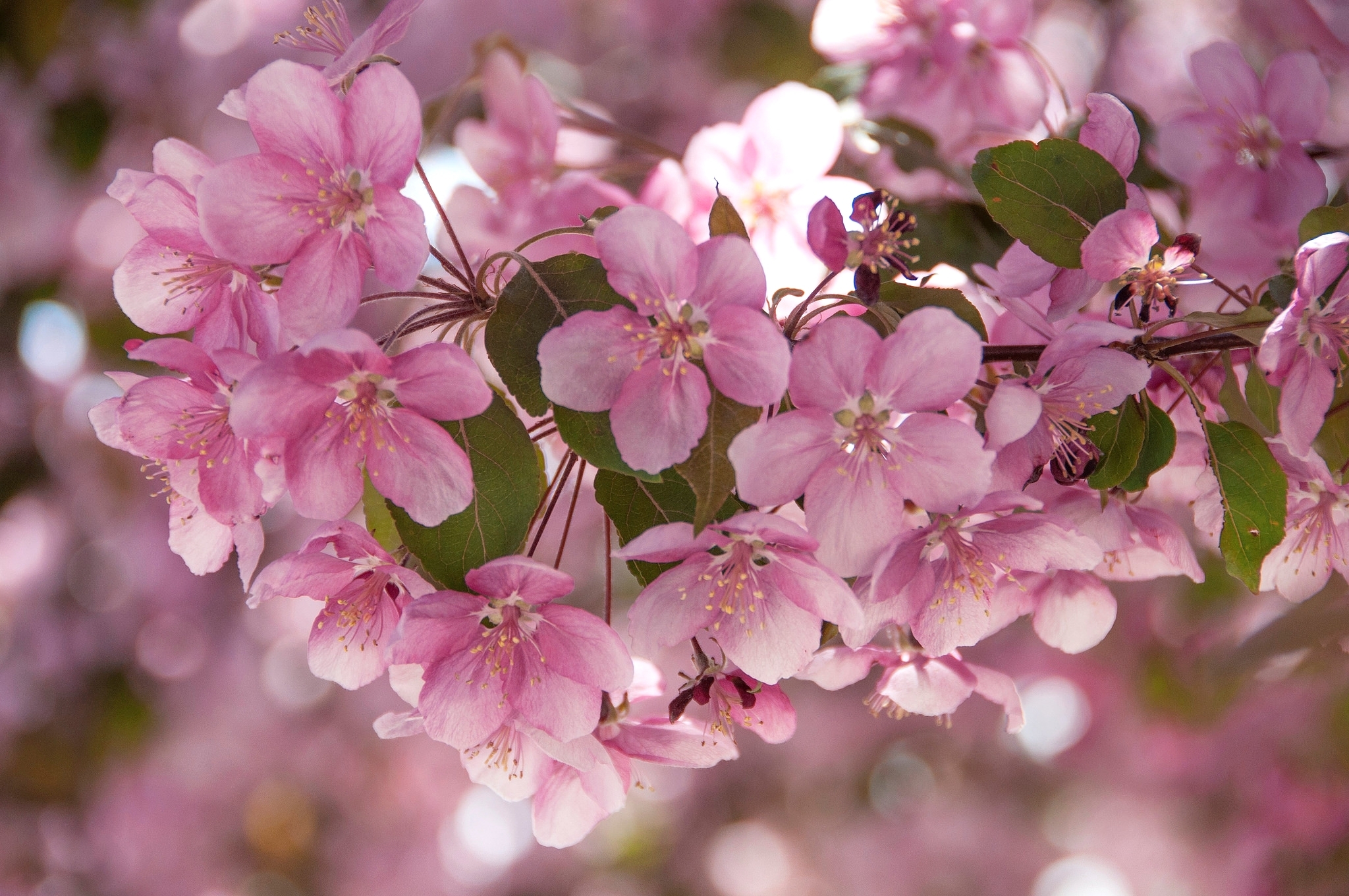 Обои цветы, ветки, розовые, яблоня, flowers, branches, pink, apple разрешение 2048x1360 Загрузить