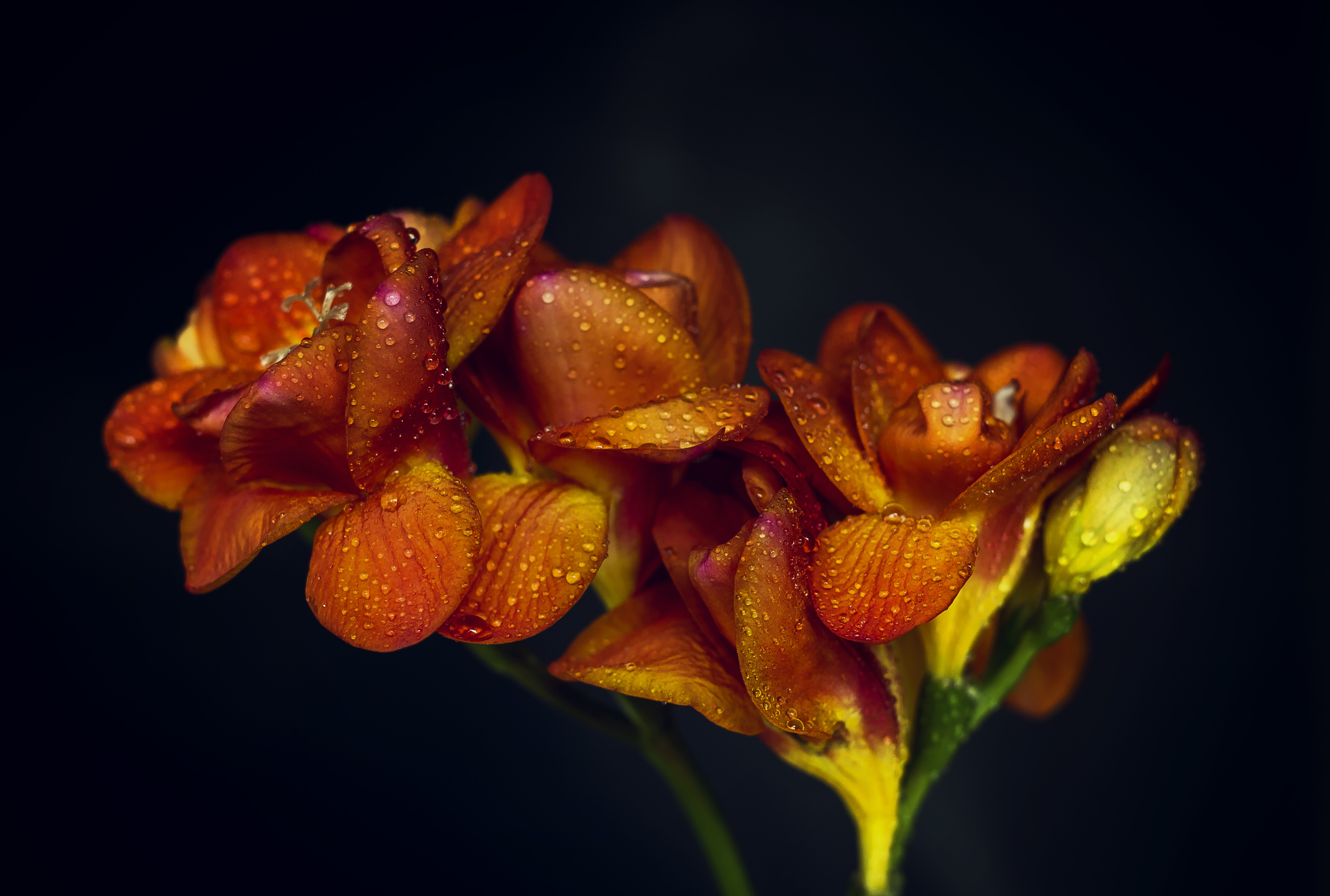цветок макро оранжевый flower macro orange бесплатно