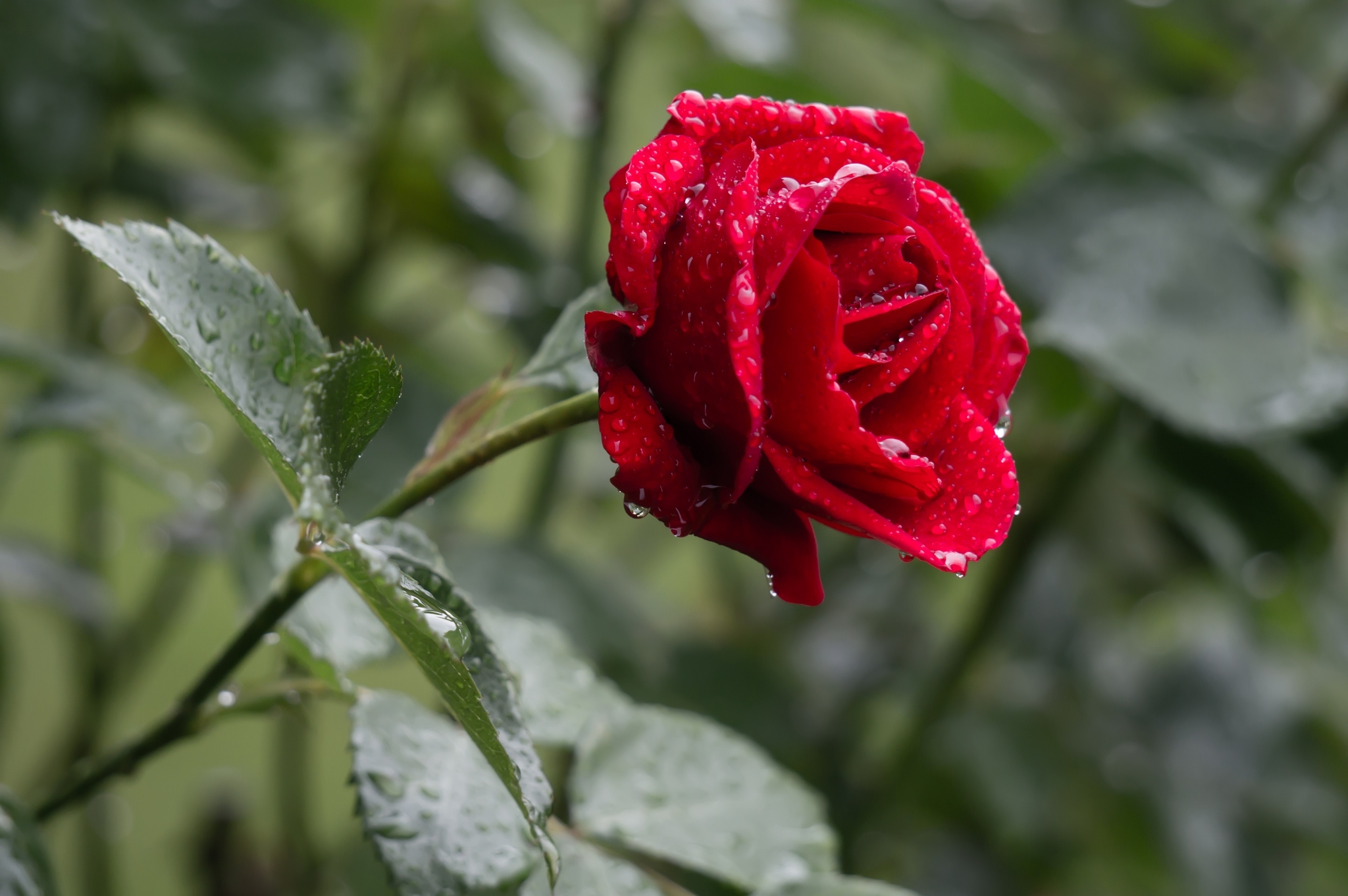 Бордовые цветы с каплями дождя бесплатно