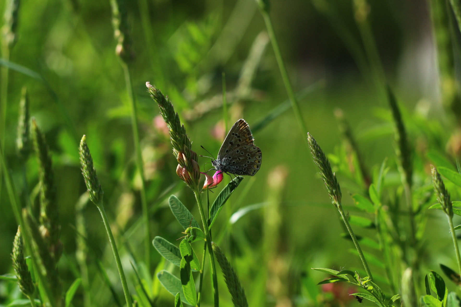 Обои цветы, трава, насекомое, бабочка, flowers, grass, insect, butterfly разрешение 1920x1280 Загрузить