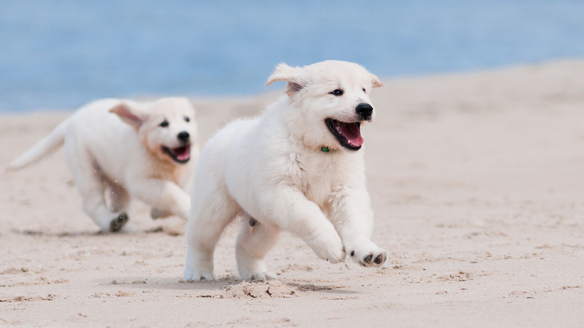 Обои песок, белый, щенок, песик, бег, sand, white, puppy, doggie, running разрешение 1920x1080 Загрузить