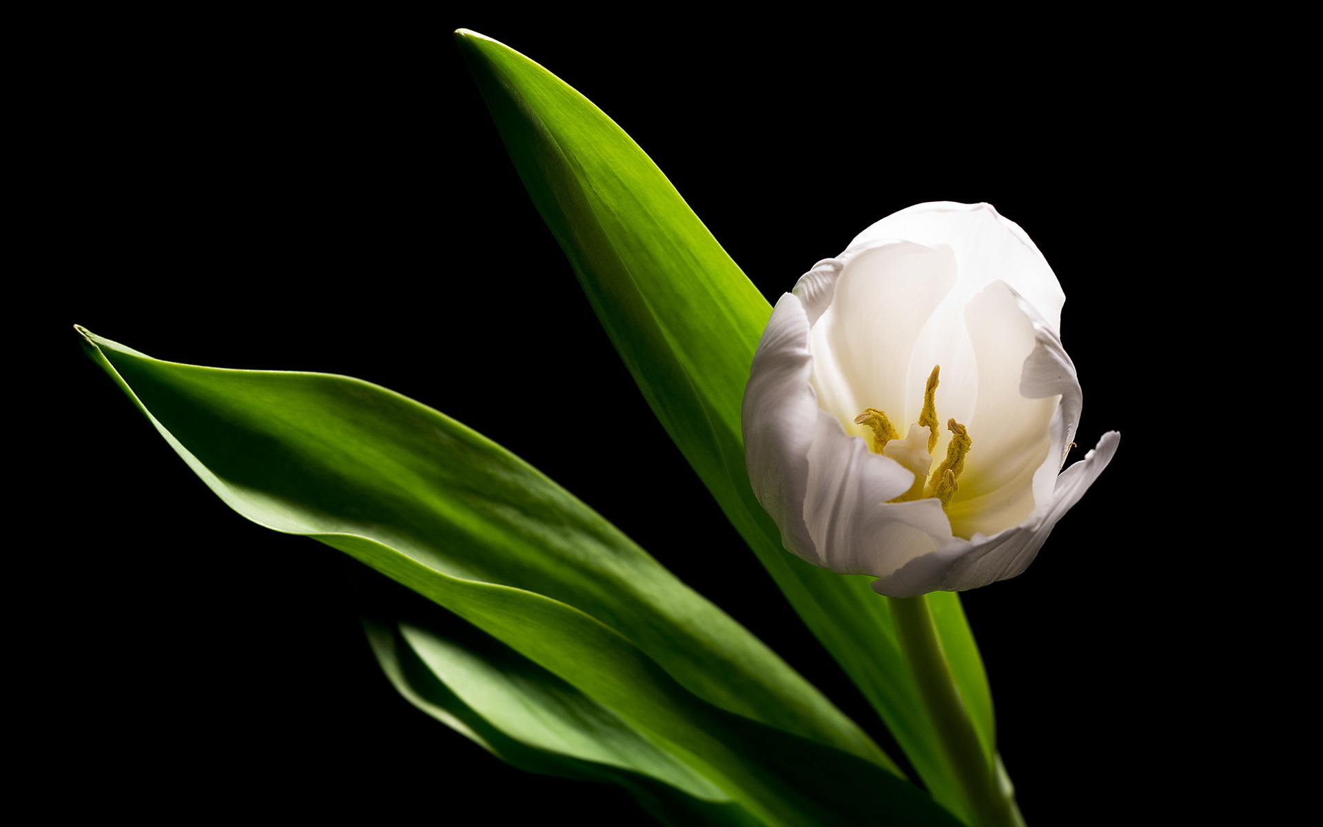 Скачать обои белый, тюльпан, белая, alone in the dark, white разрешение .