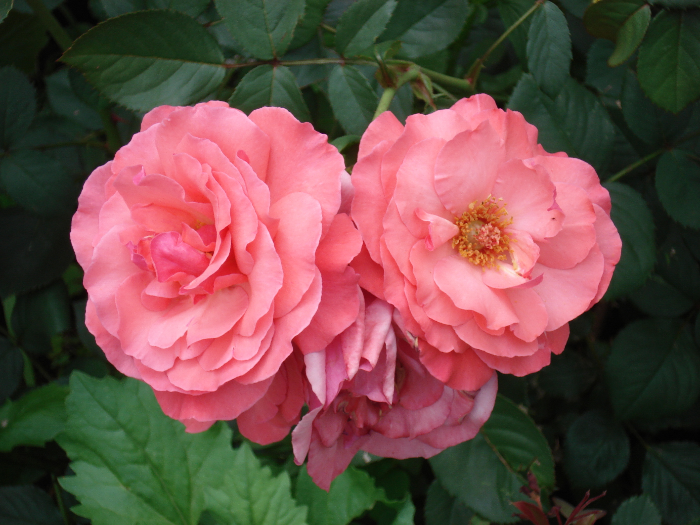 Обои цветы, розы, розовые, роз, пинк, flowers, roses, pink разрешение 2816x2112 Загрузить