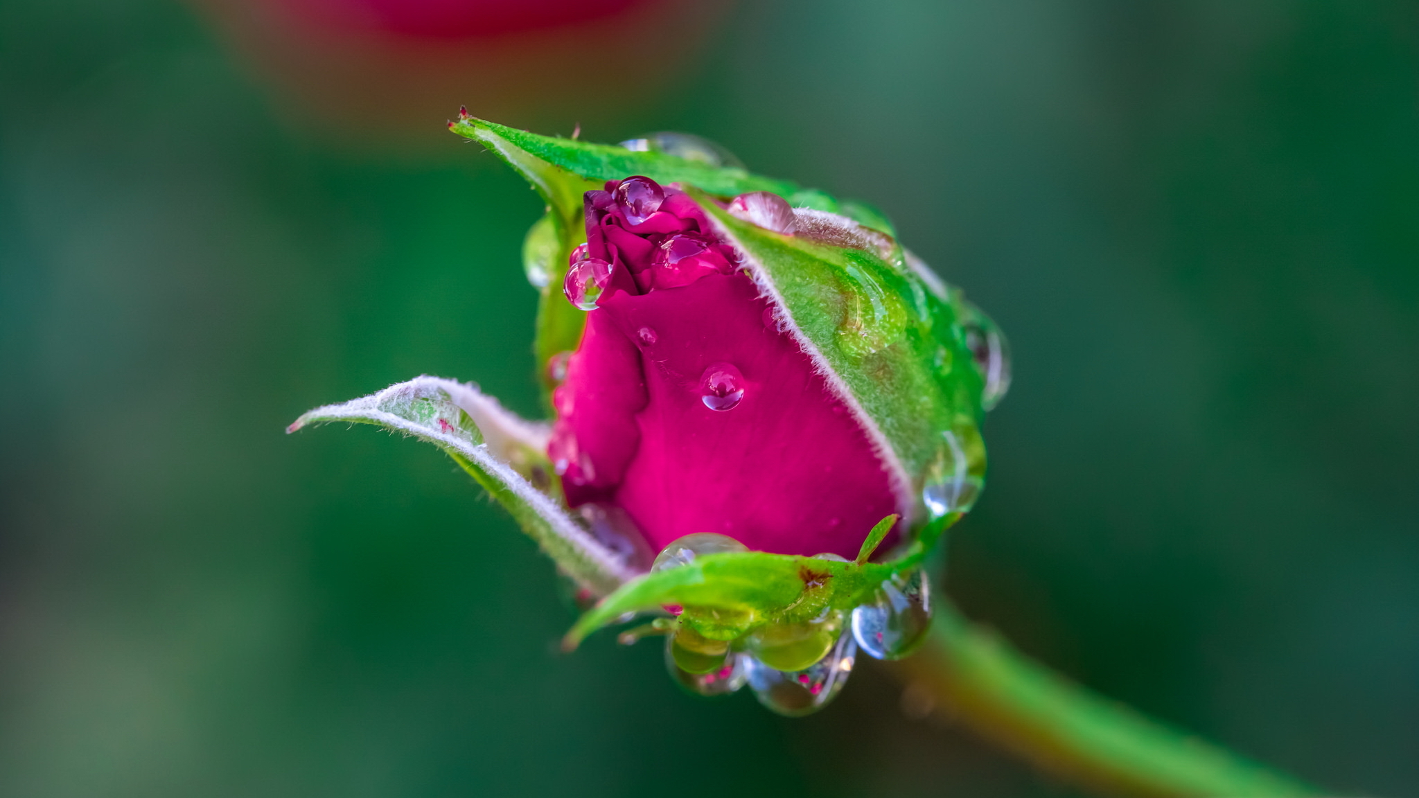 природа розовые цветы капли росы загрузить