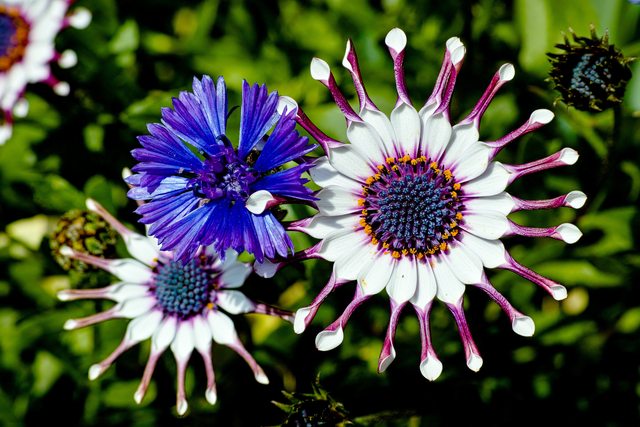 Обои цветы, цветение, лепестки, остеоспермум, flowers, flowering, petals, osteospermum разрешение 2048x1365 Загрузить