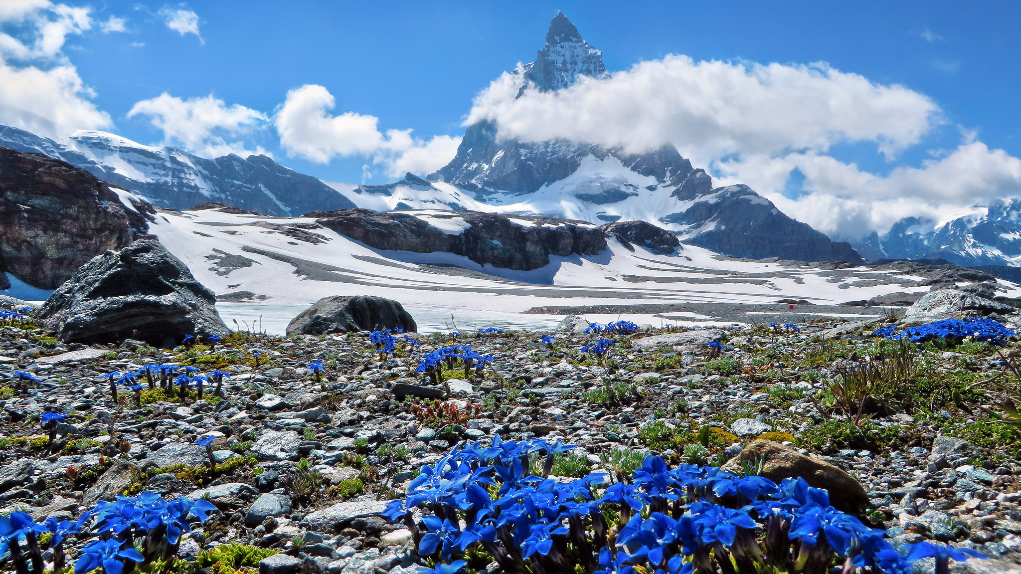 Обои небо, felina photography - in the swiss alps :-), цветы, облака, горы, швейцария, весна, маттерхорн, schweiz, genziane alpine, the sky, flowers, clouds, mountains, switzerland, spring, matterhorn разрешение 2048x1151 Загрузить