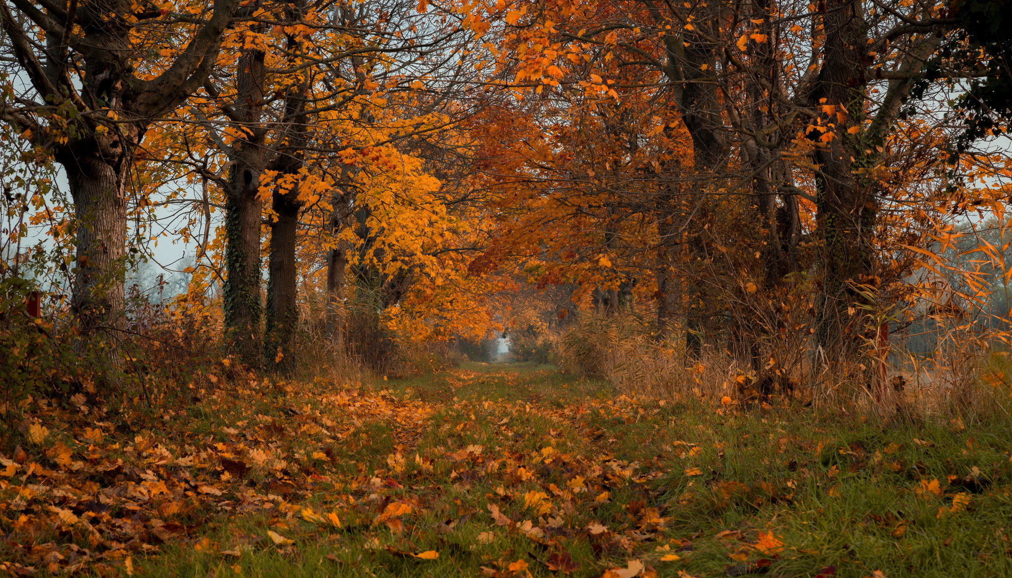 Обои природа, листья, осень, nature, leaves, autumn разрешение 2048x1171 Загрузить