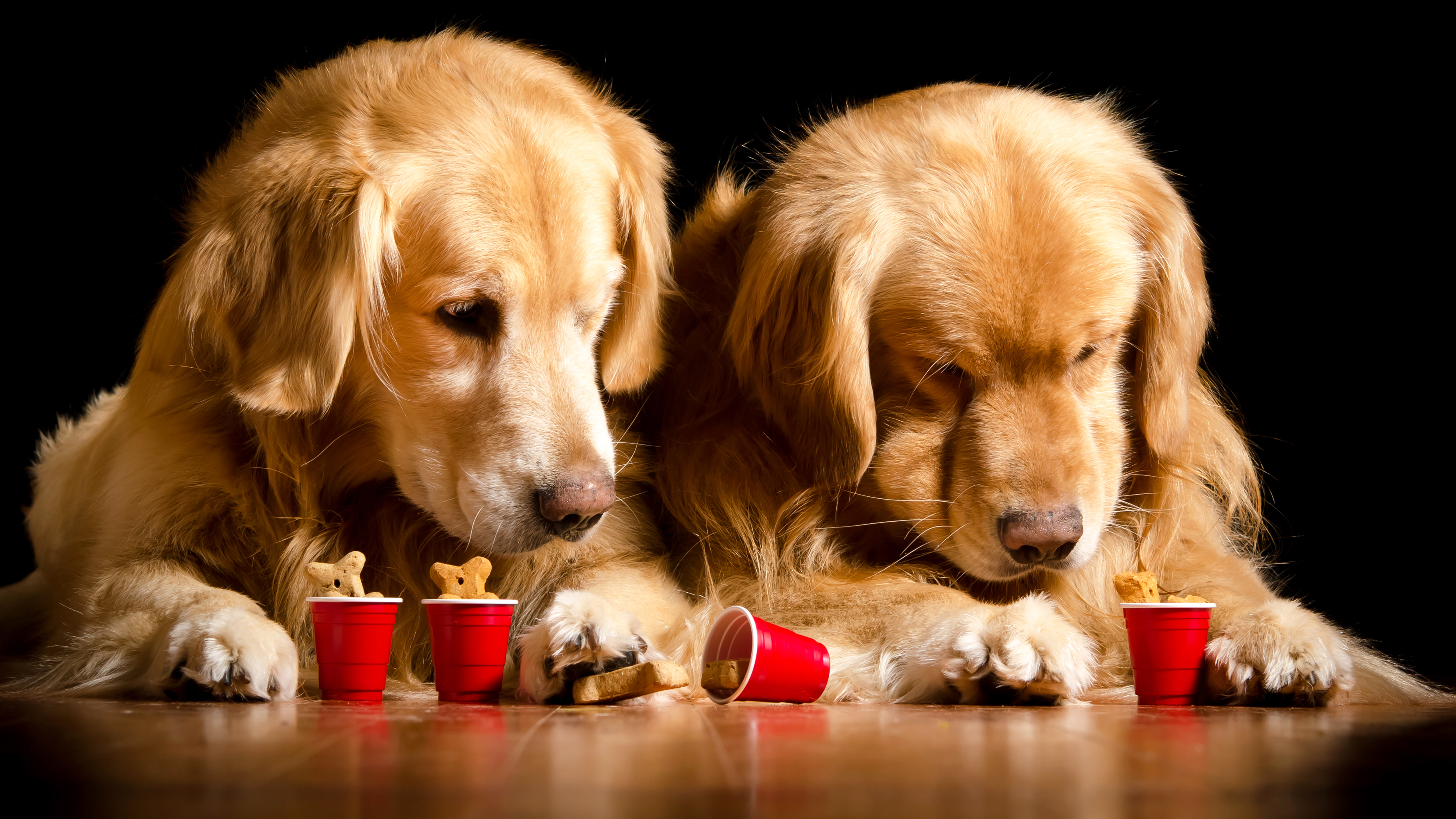 Обои красные, двое, песики, собаки, ретривер, золотистый ретривер, косточки, стаканчики, собачье печенье, dog biscuit, red, two, dogs, retriever, golden retriever, bone, cups разрешение 3556x2000 Загрузить