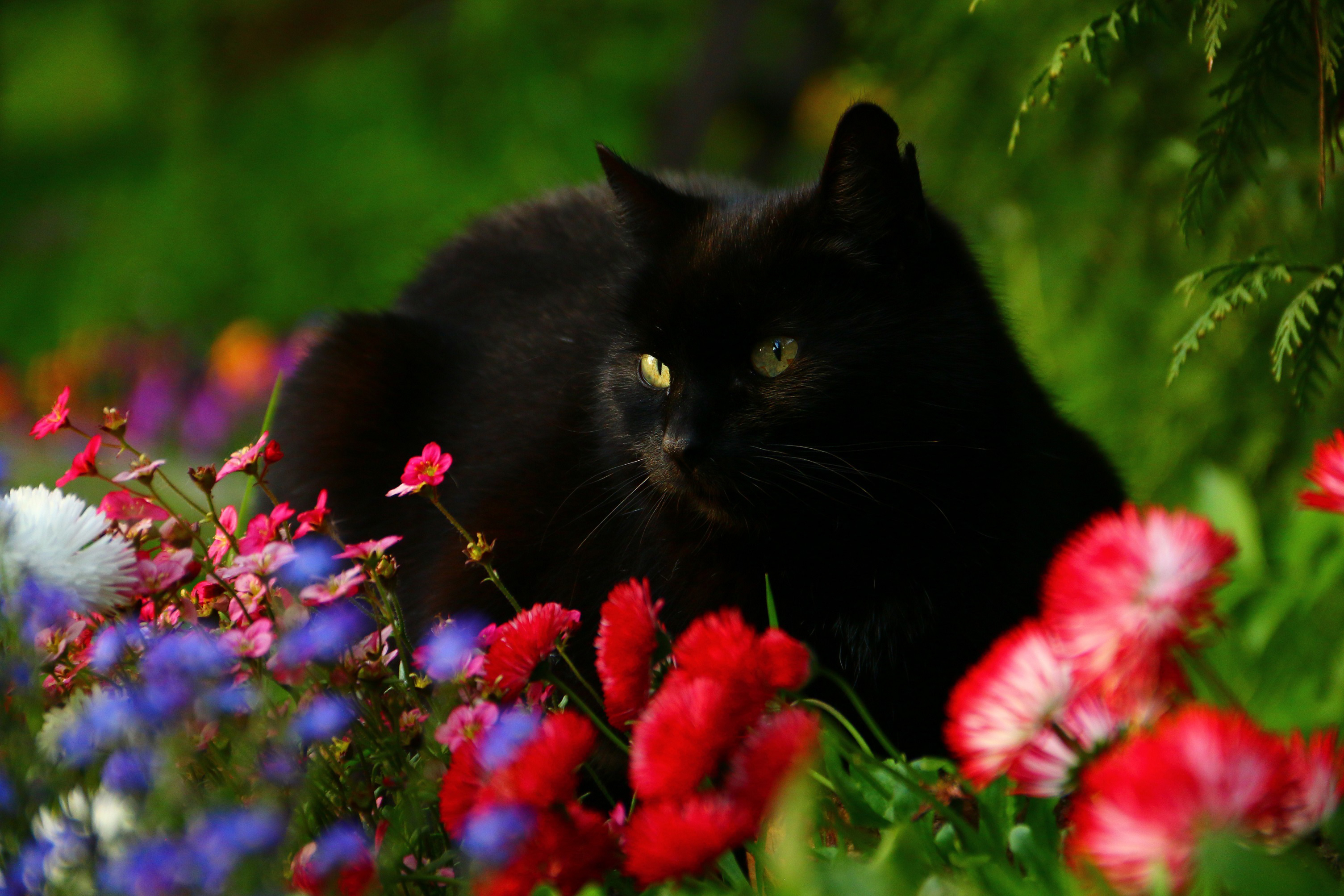 Обои цветы, кот, мордочка, взгляд, черный кот, маргаритки, flowers, cat, muzzle, look, black cat, daisy разрешение 3010x2007 Загрузить