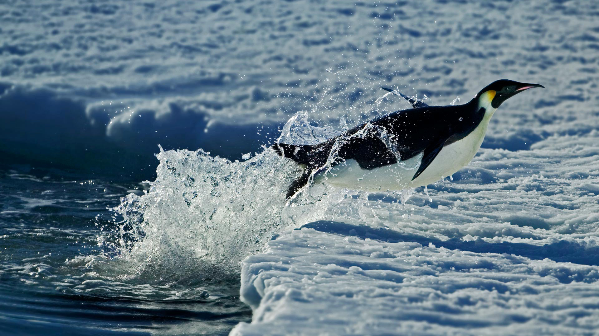 Пингвин в воде бесплатно