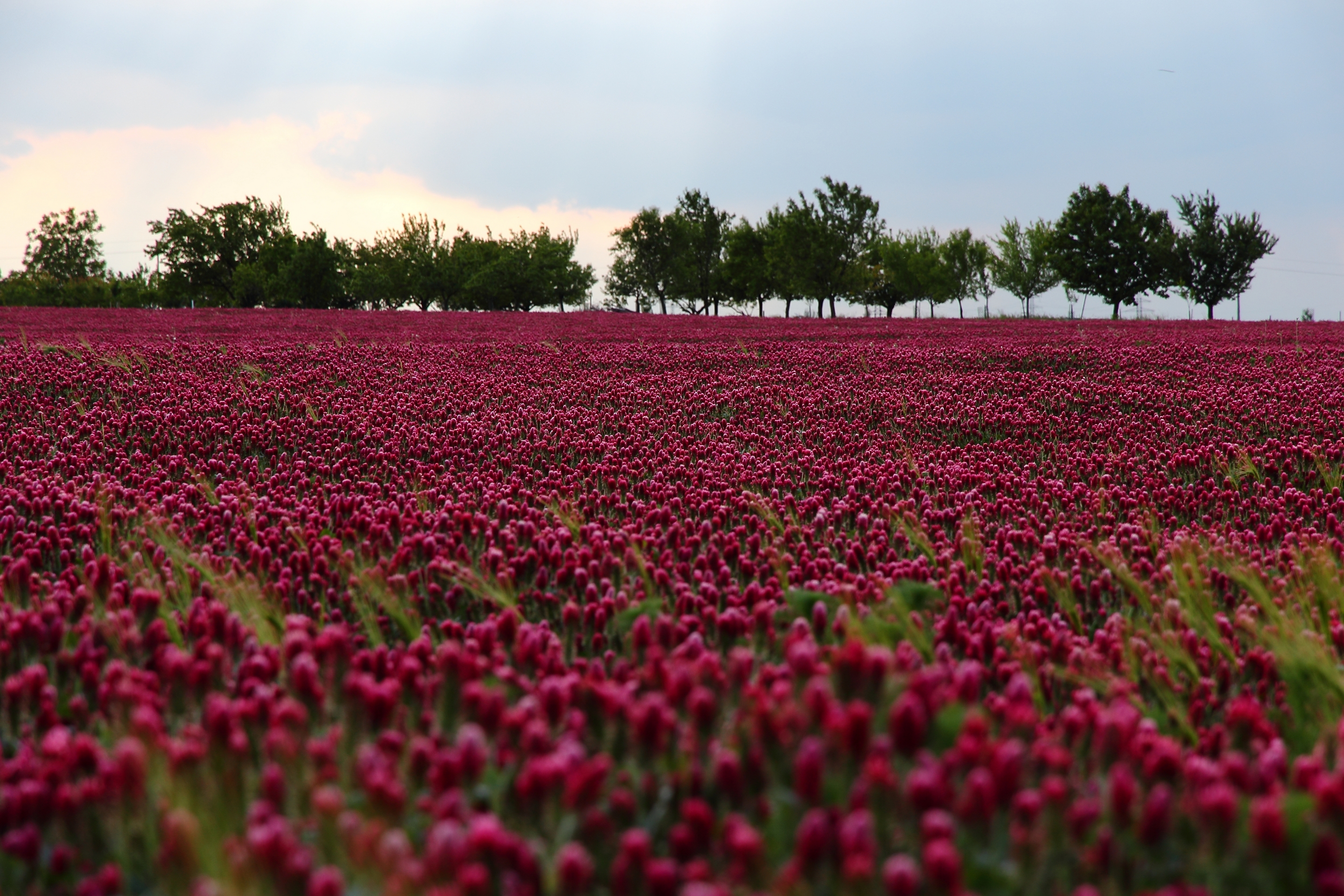 Обои небо, цветы, деревья, природа, поле, на природе,  цветы, лиловая, the sky, flowers, trees, nature, field, purple разрешение 2880x1920 Загрузить