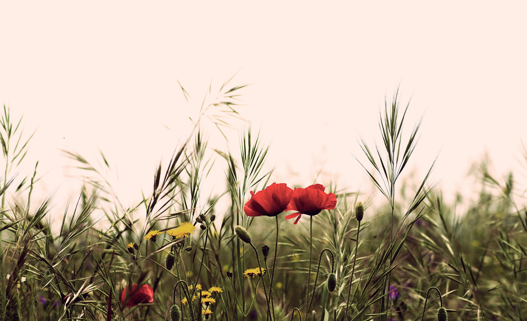 Обои цветы, поле, лето, маки, полевые, flowers, field, summer, maki разрешение 2048x1249 Загрузить