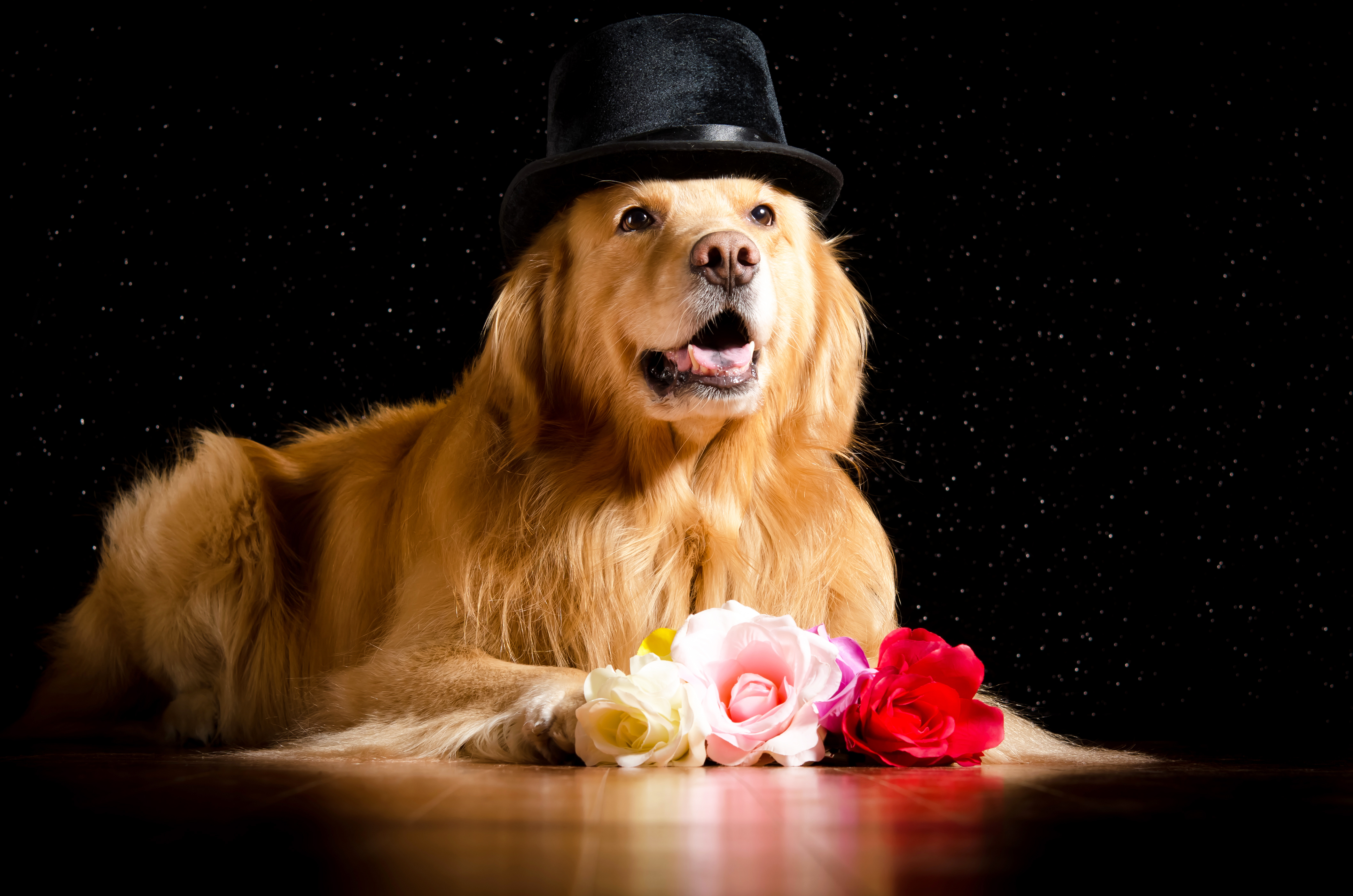 собака розы ковер бесплатно