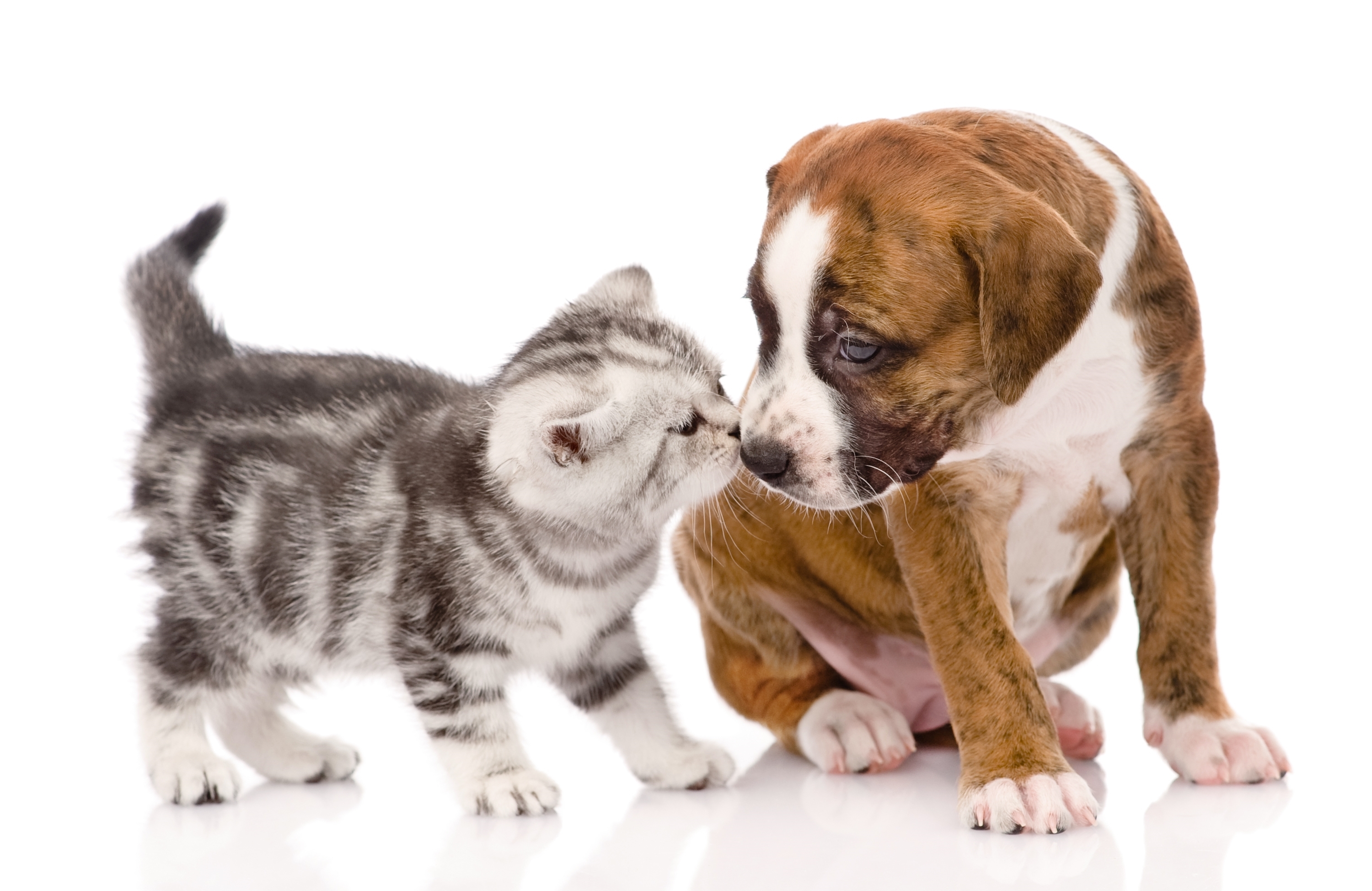 Dog and cat playing. Собачки и кошечки. Собака и кошка вместе. Кошка и собака на белом фоне. Щенок и котенок.