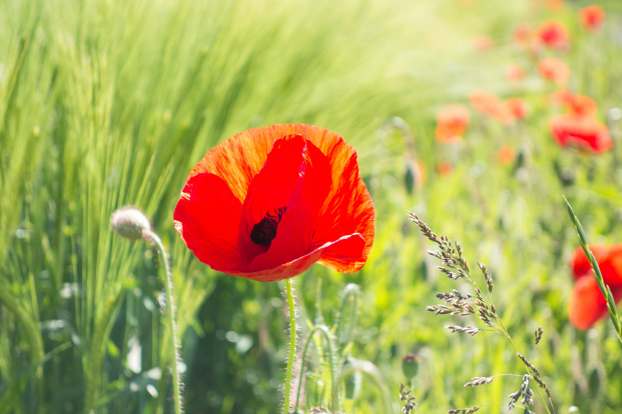 природа цветы мак трава nature flowers Mac grass скачать