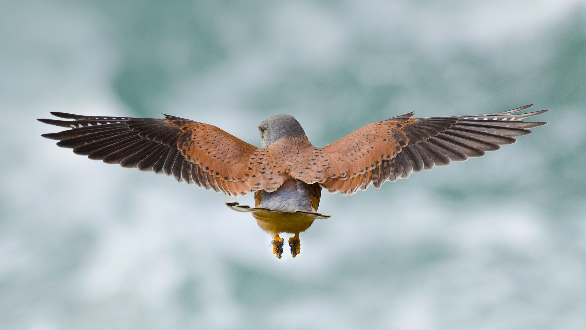 Обои небо, полет, крылья, птица, пустельга, the sky, flight, wings, bird, kestrel разрешение 1920x1080 Загрузить