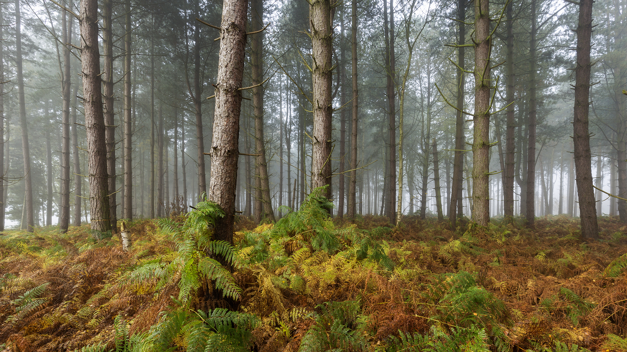 Html forest. Обои лес. Хвойный лес в тумане. Хвойный лес фото высокого разрешения. Папоротник осенью в лесу.