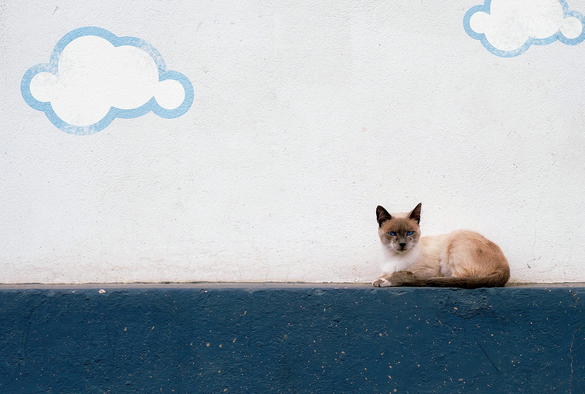 Обои облака, фон, кошка, взгляд, стена, улица, clouds, background, cat, look, wall, street разрешение 1920x1294 Загрузить