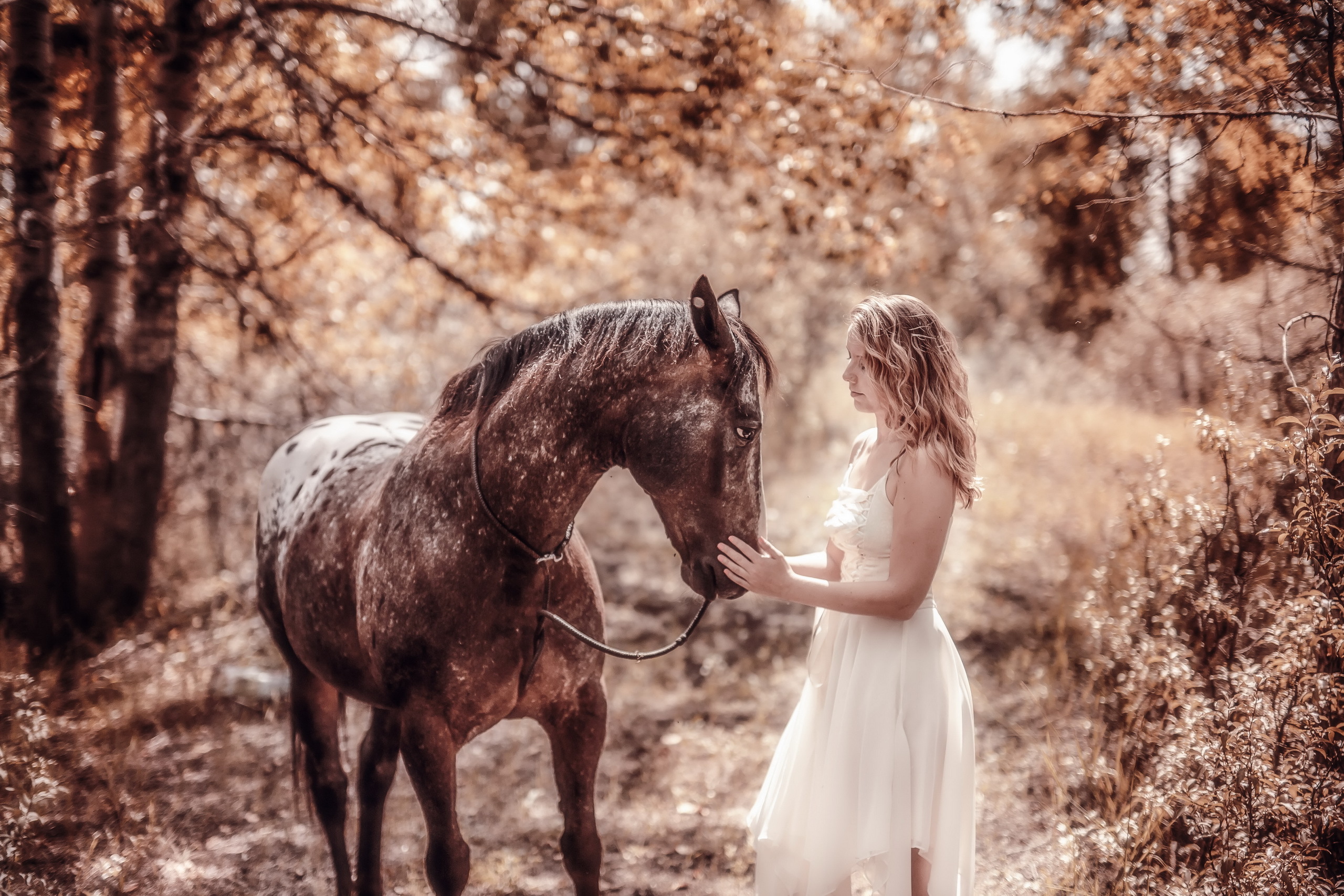 There horses near the chair. Фотосессия с лошадьми. Фотосессия на природе с лошадью. Девушка с лошадью. Девочка на лошади.