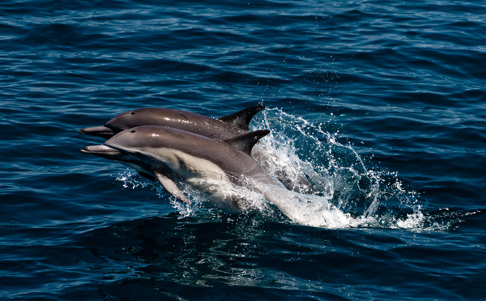 Дельфины млекопитающие