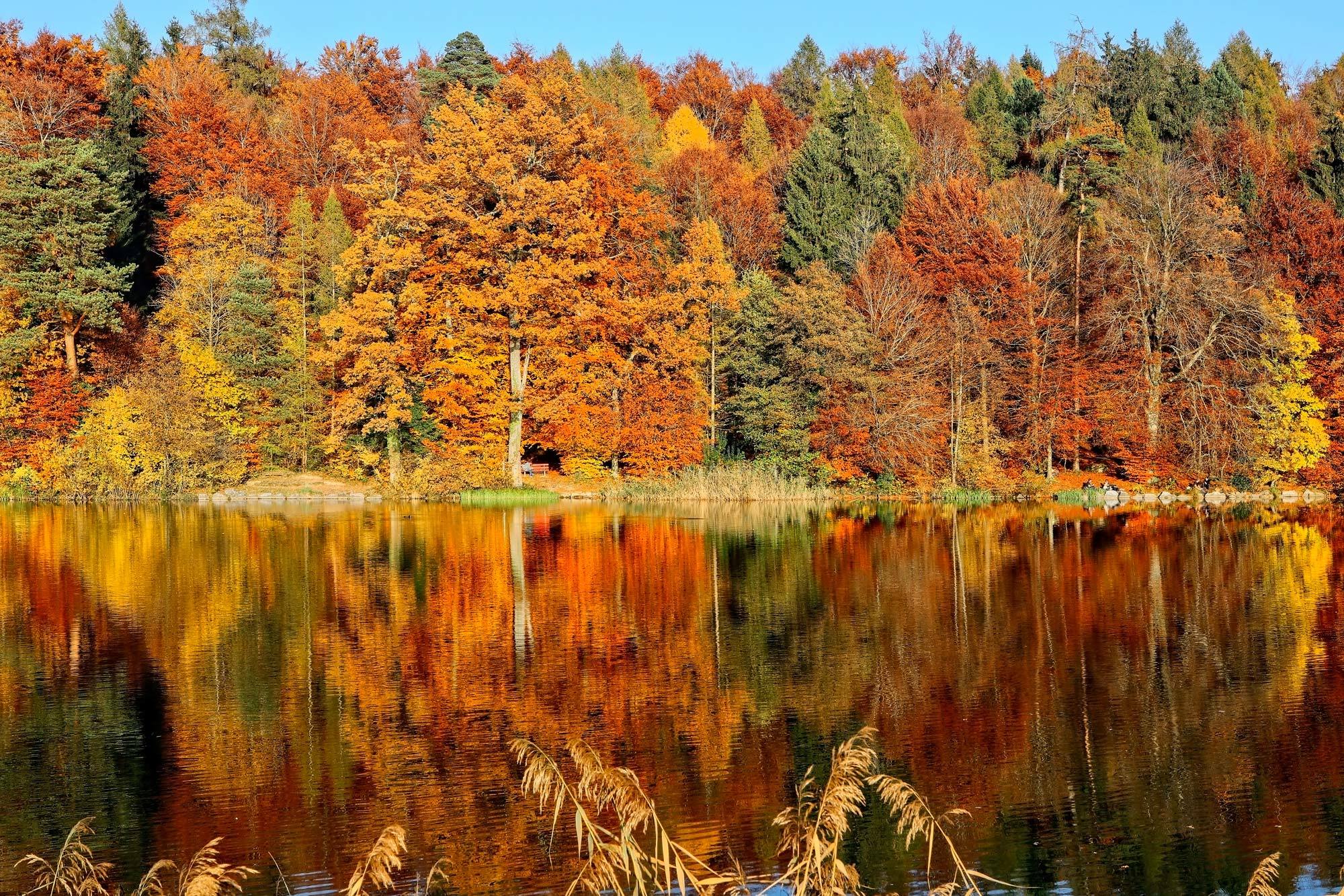 Обои деревья, озеро, лес, листья, отражение, парк, осень, скамья, trees, lake, forest, leaves, reflection, park, autumn, bench разрешение 2000x1333 Загрузить