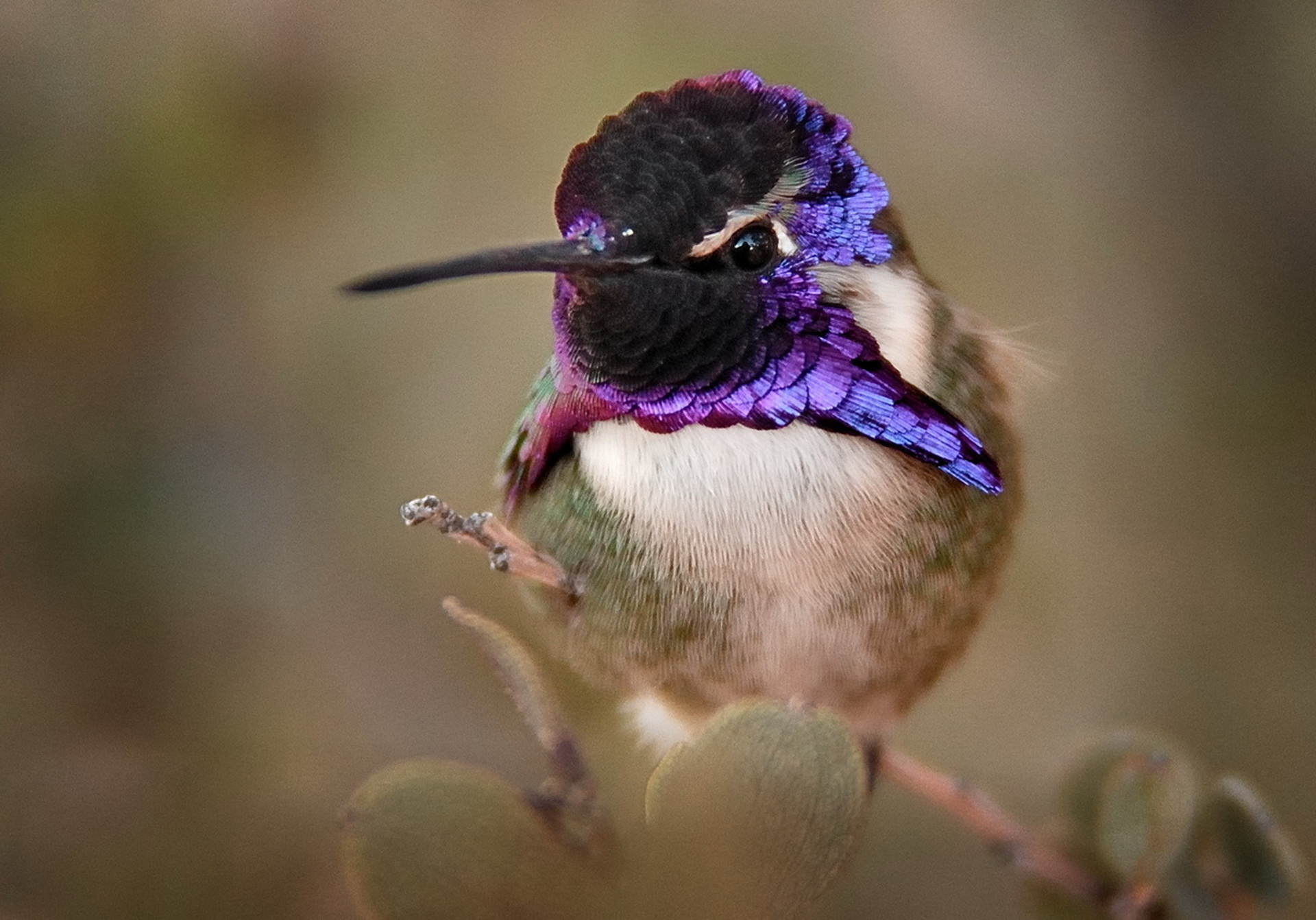 Обои птица, клюв, колибри, оперение, крупным планом, калипта коста, calypte costae, bird, beak, hummingbird, tail, closeup, calypte costa разрешение 1920x1342 Загрузить