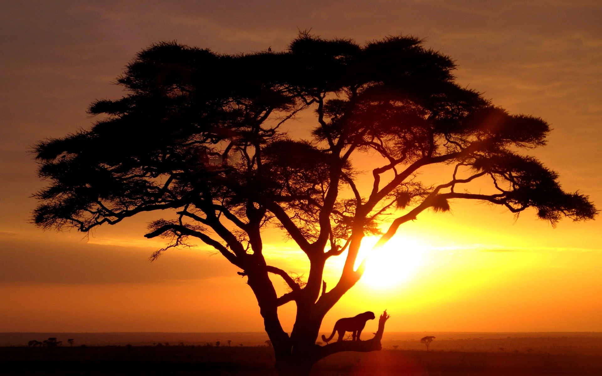 Танзания сафари закат