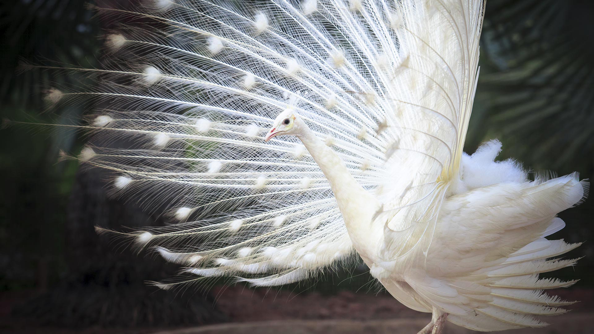 Обои белый, птица, павлин, перья, хвост, индийский, white, bird, peacock, feathers, tail, indian разрешение 1920x1080 Загрузить