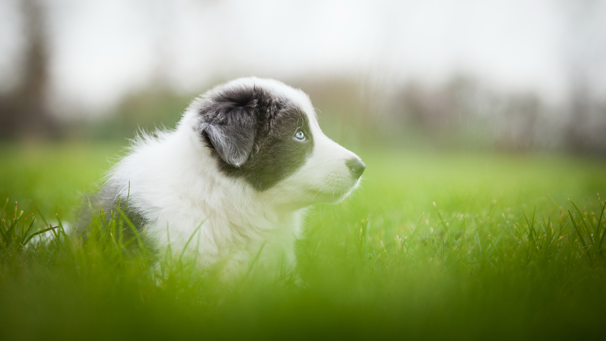 Обои трава, зелень, собака, серый, размытость, луг, щенок, аусси, grass, greens, dog, grey, blur, meadow, puppy, aussie разрешение 2048x1152 Загрузить