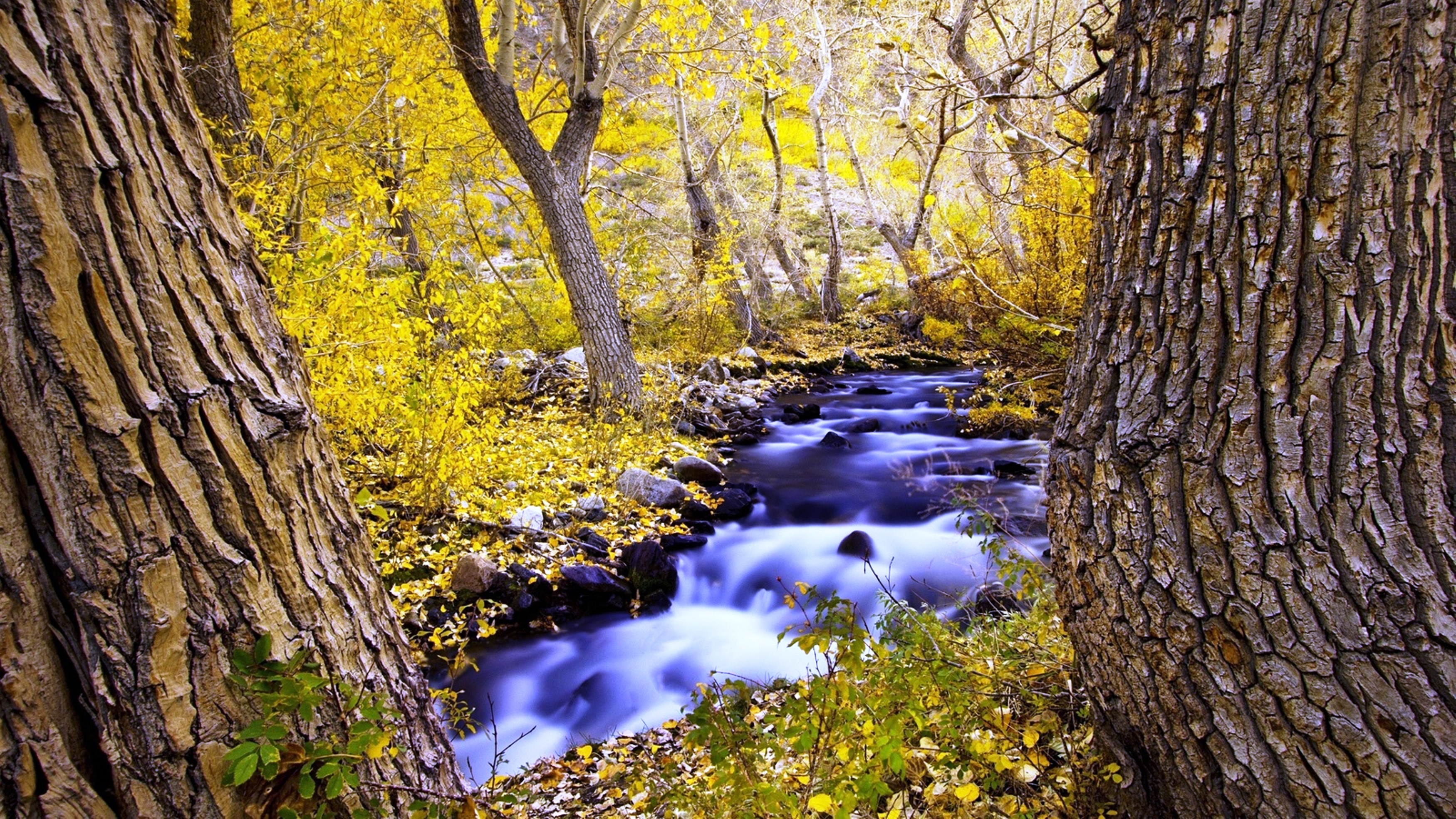 природа река листья осень лес деревья бесплатно