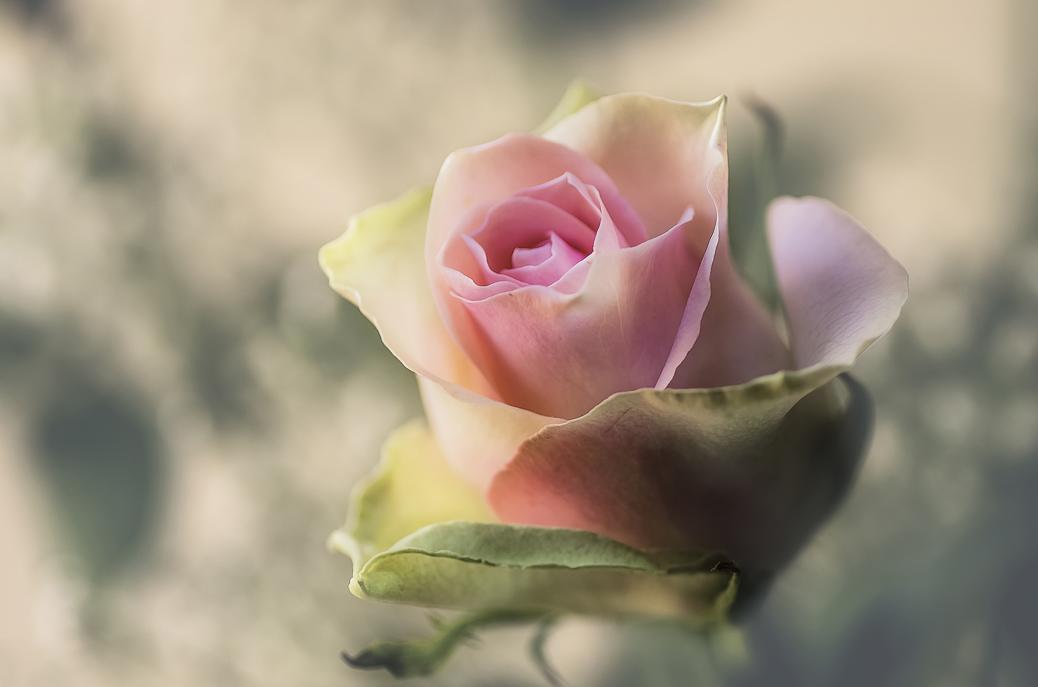 Обои макро, фон, цветок, роза, бутон, macro, background, flower, rose, bud разрешение 3600x2384 Загрузить